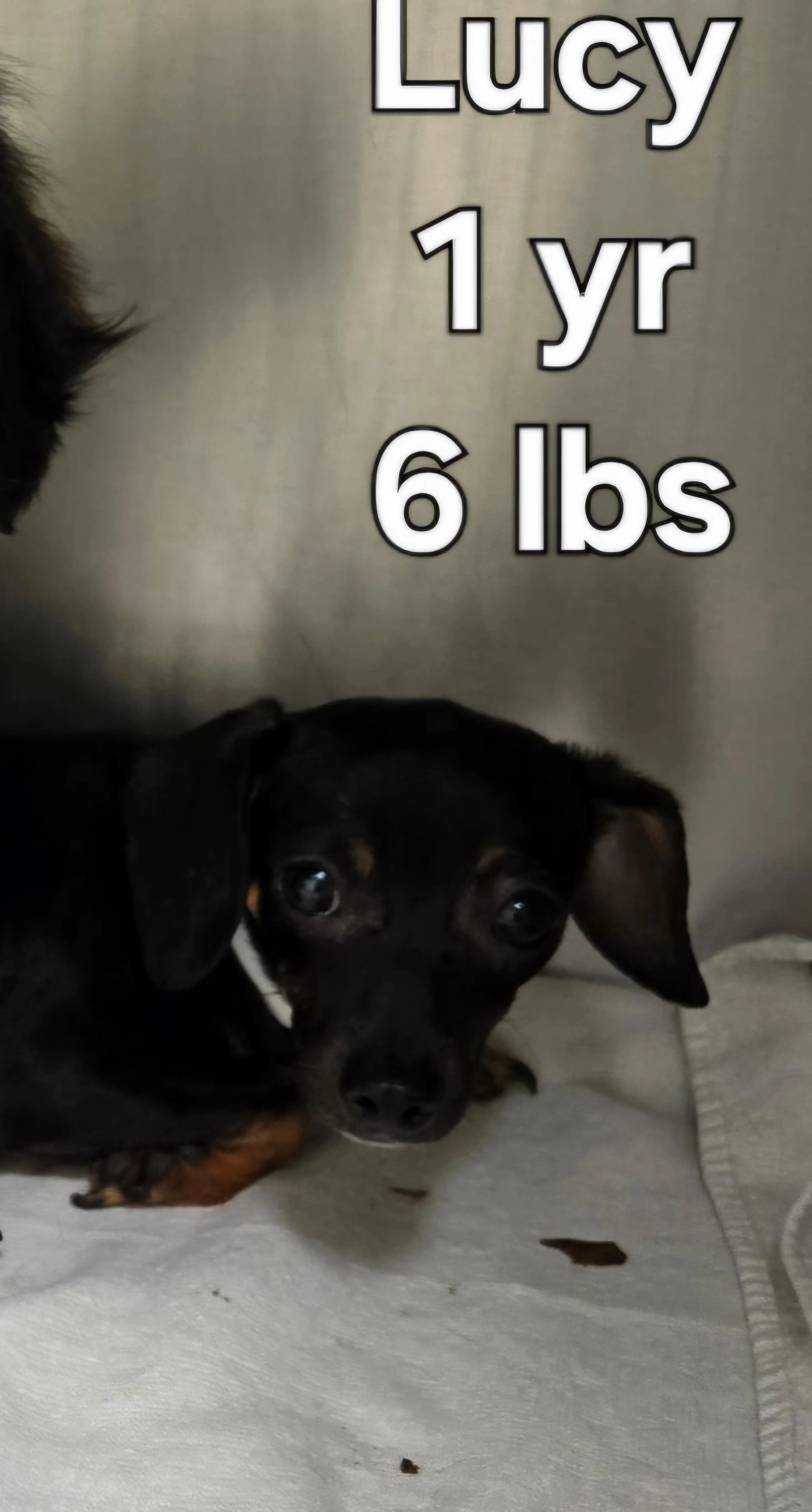 Found pet-1