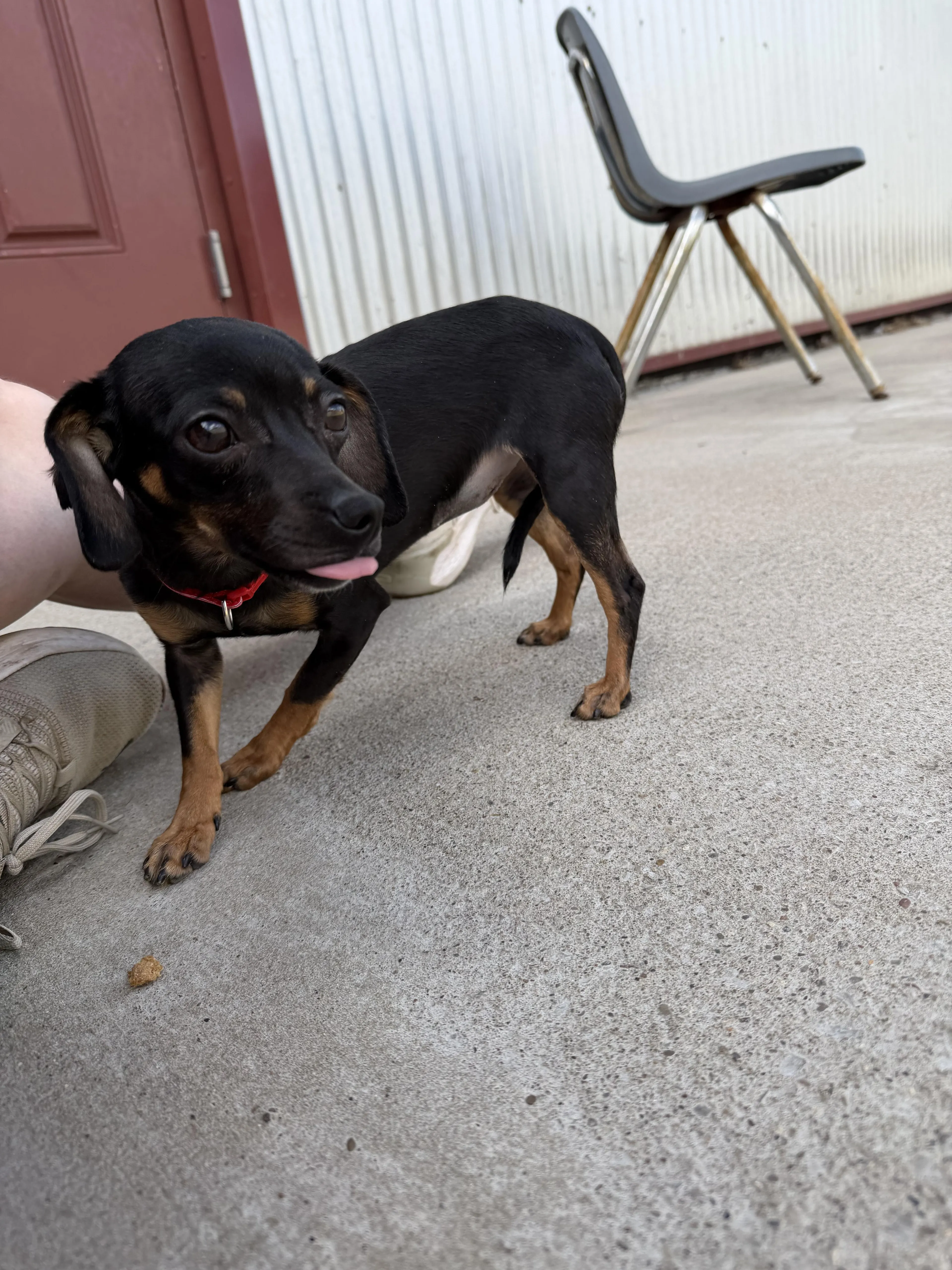 Found pet-2
