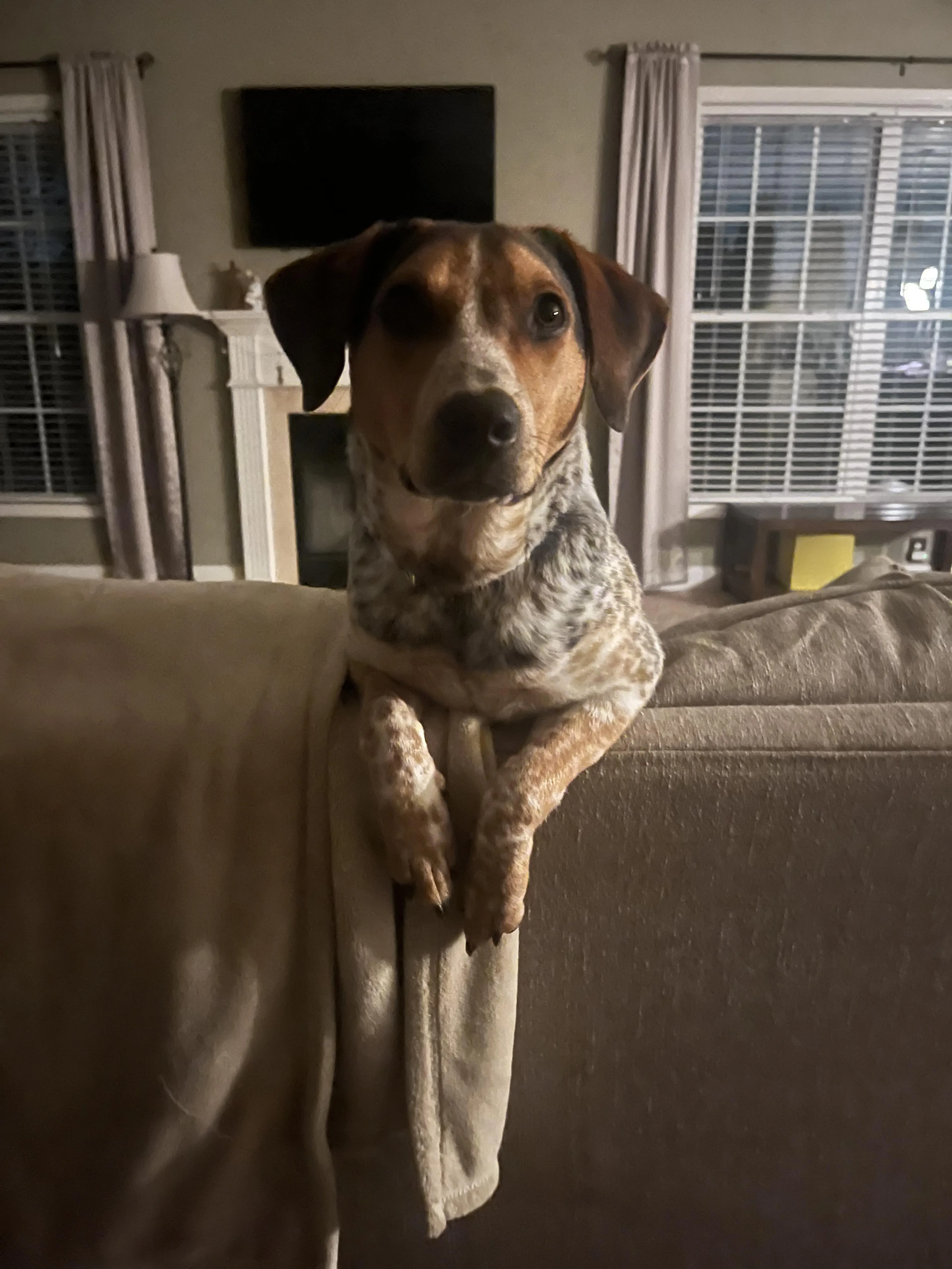 Found pet-3
