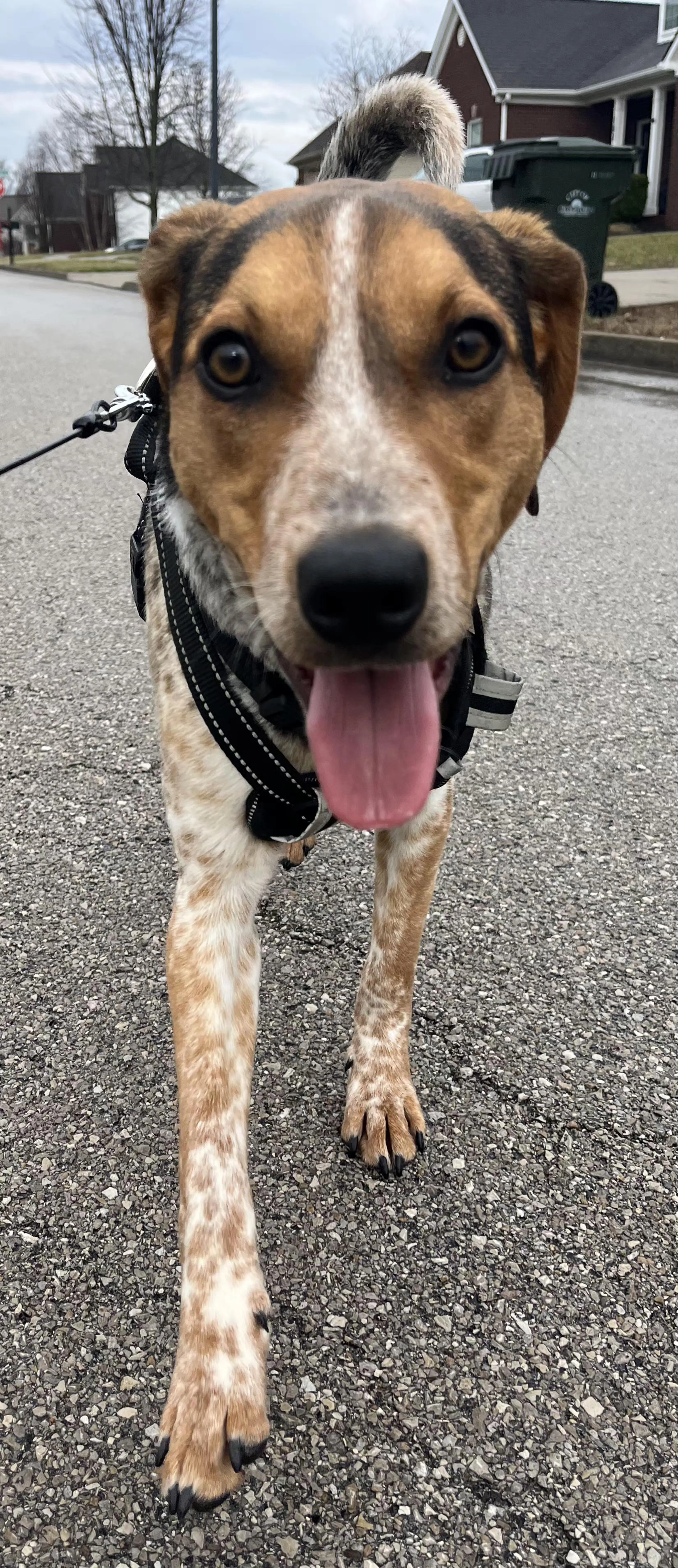 Found pet-4