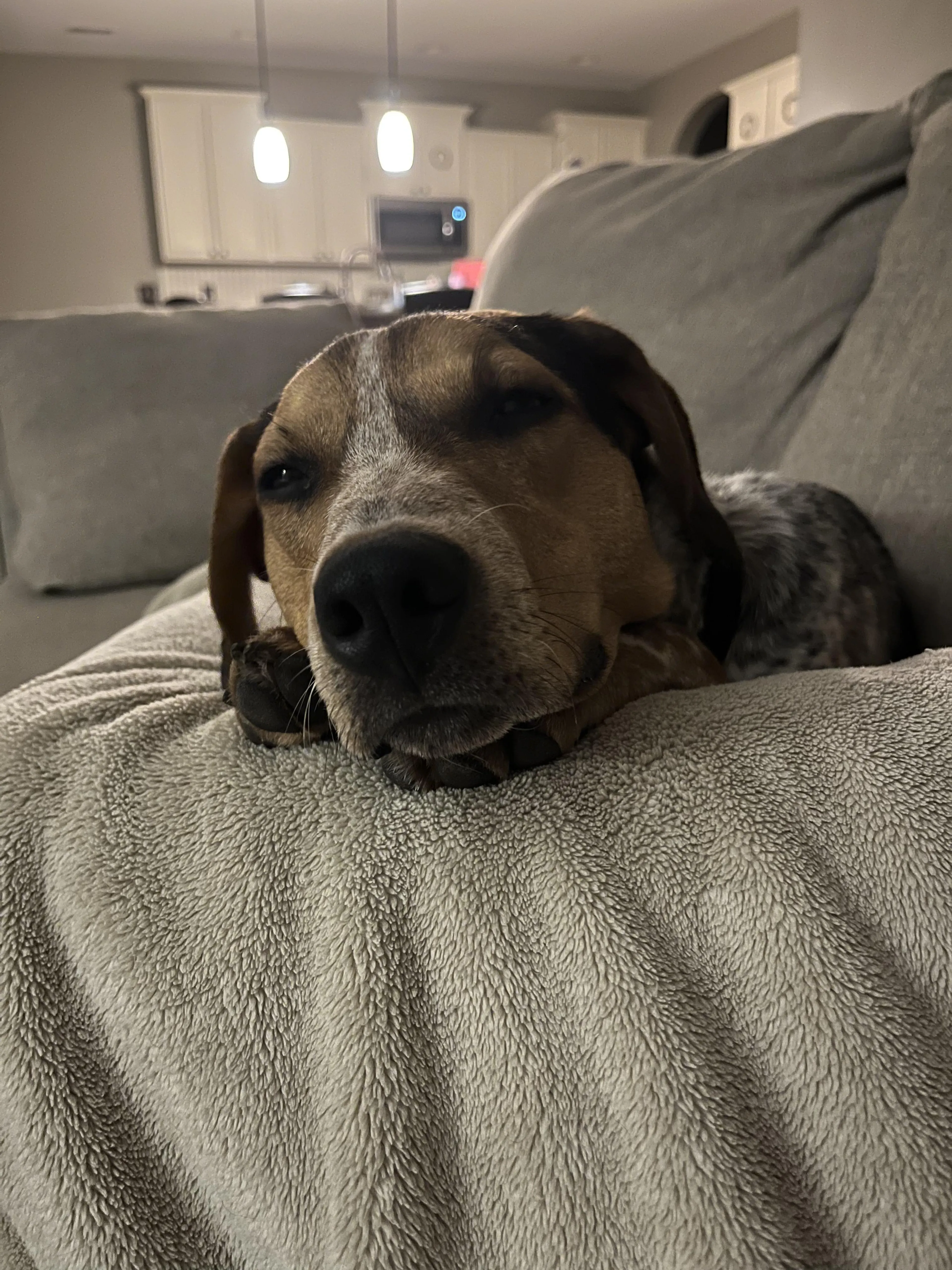Found pet-1