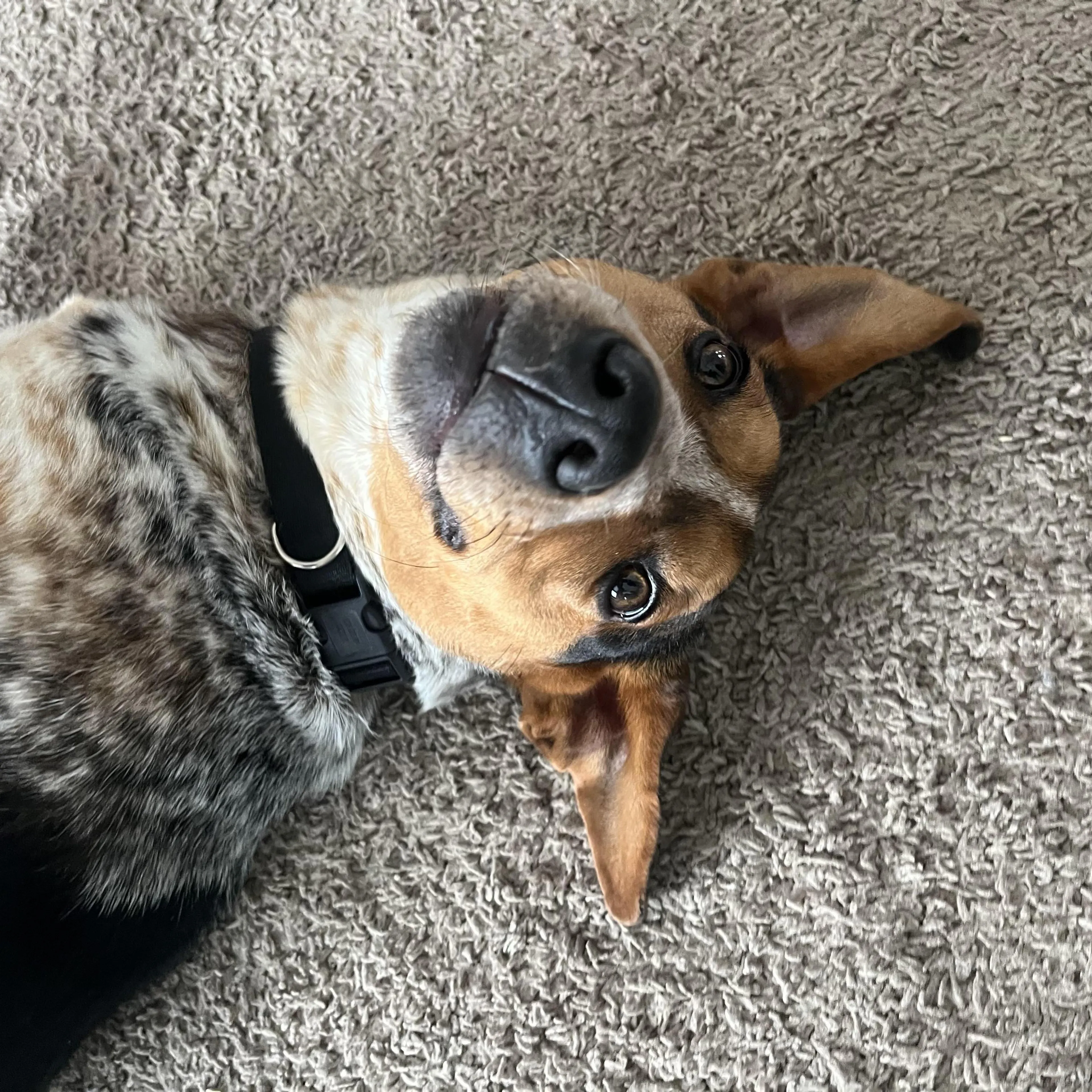 Found pet-2