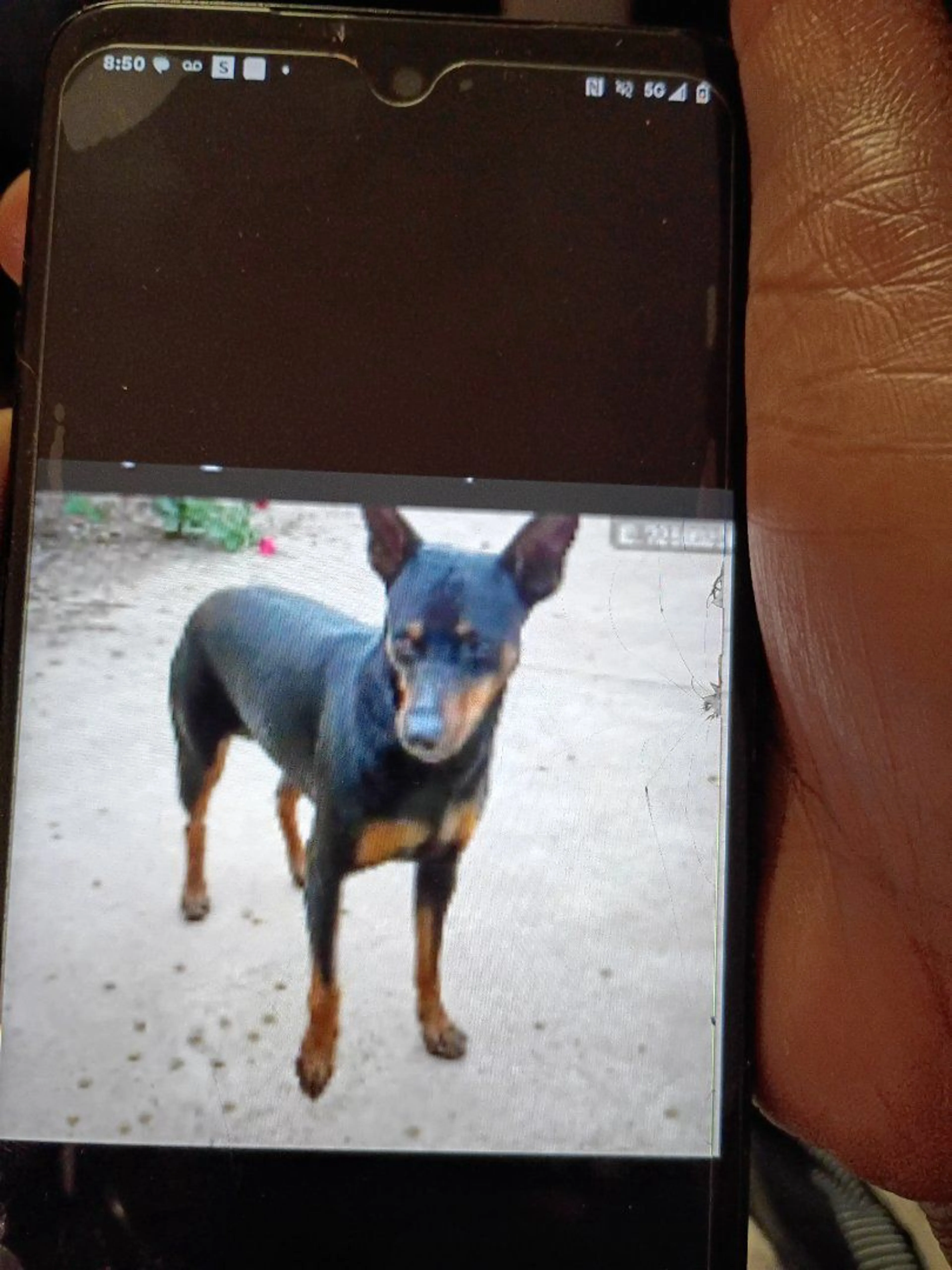 Lost pet