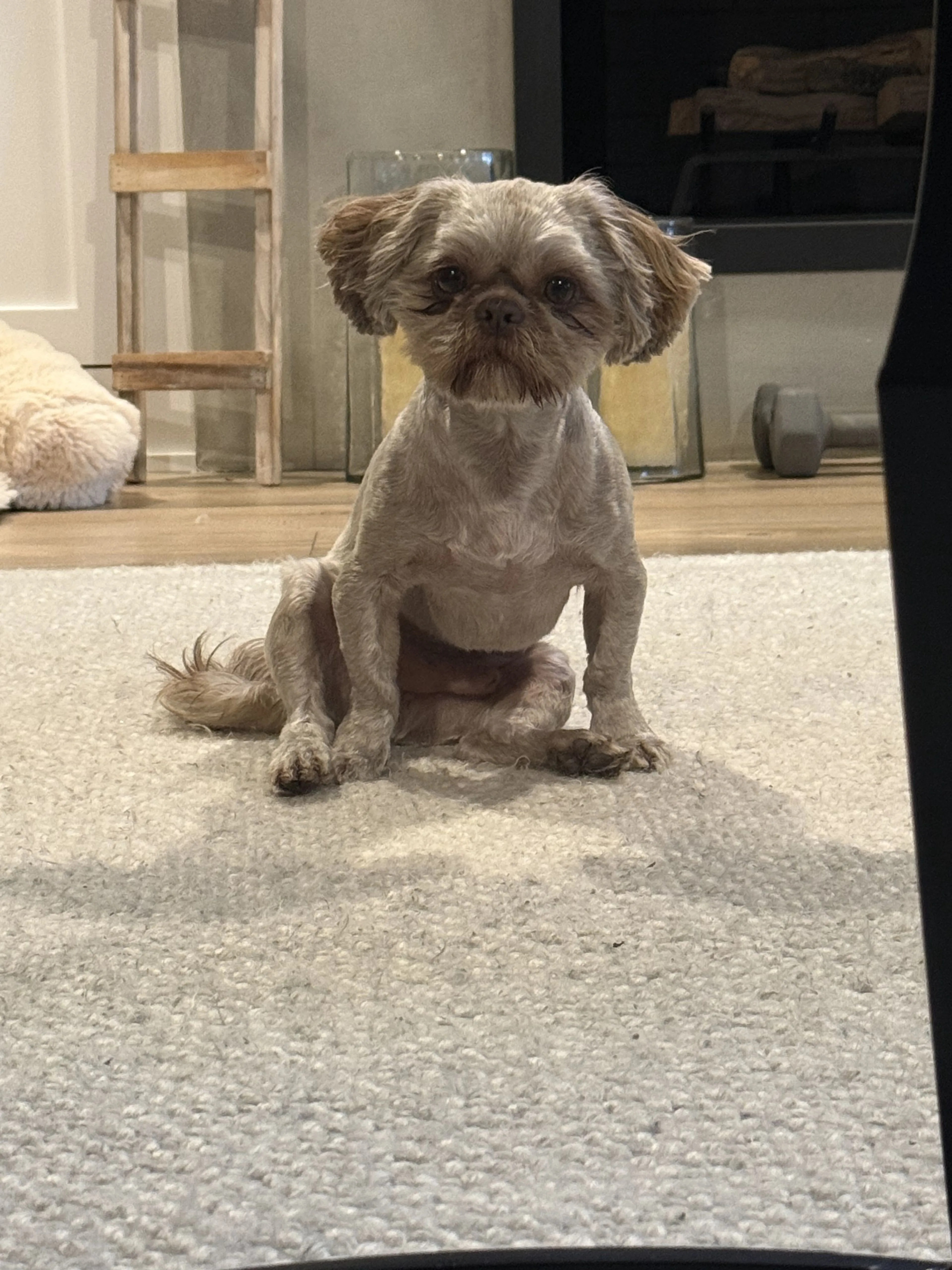 Lost pet-1