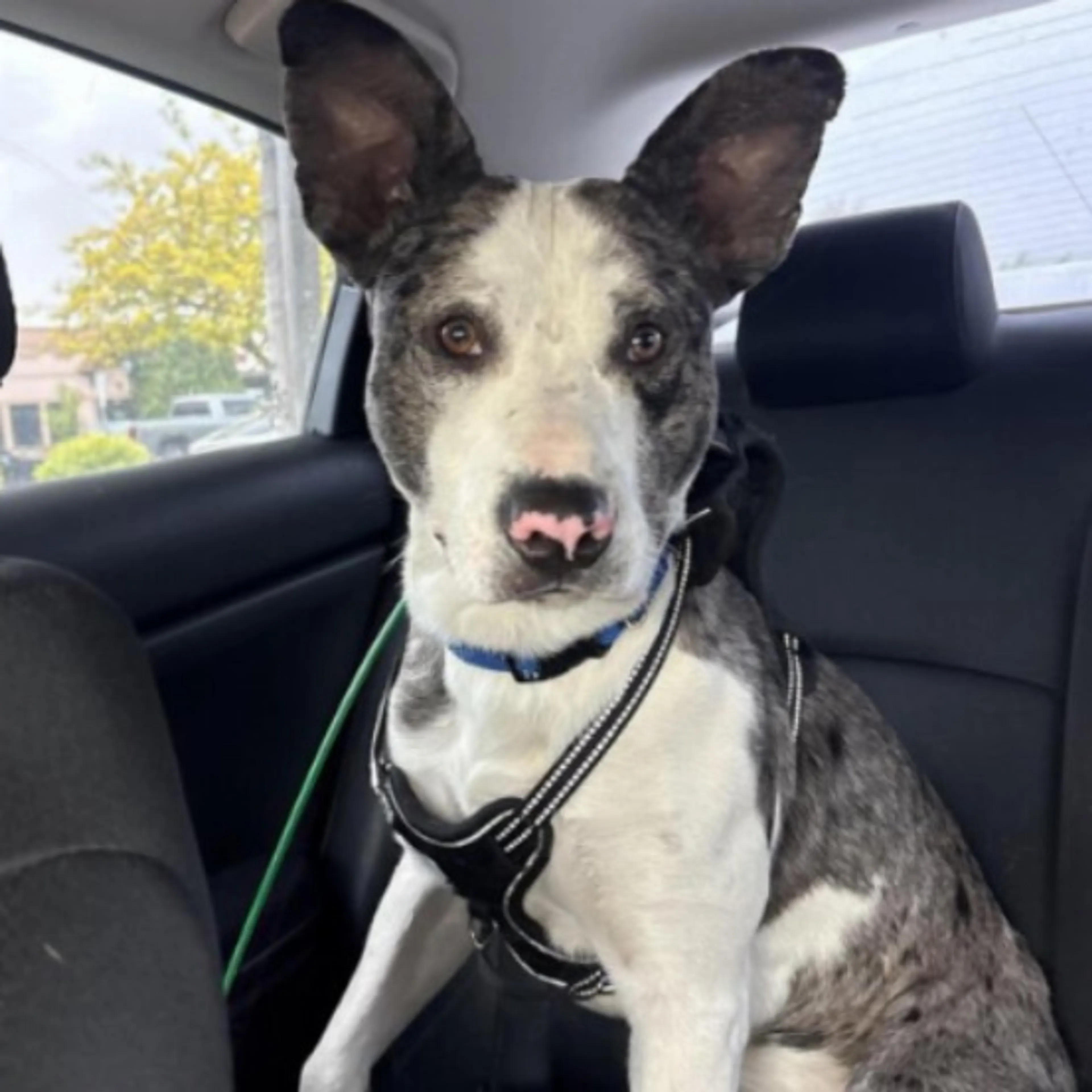 Found pet