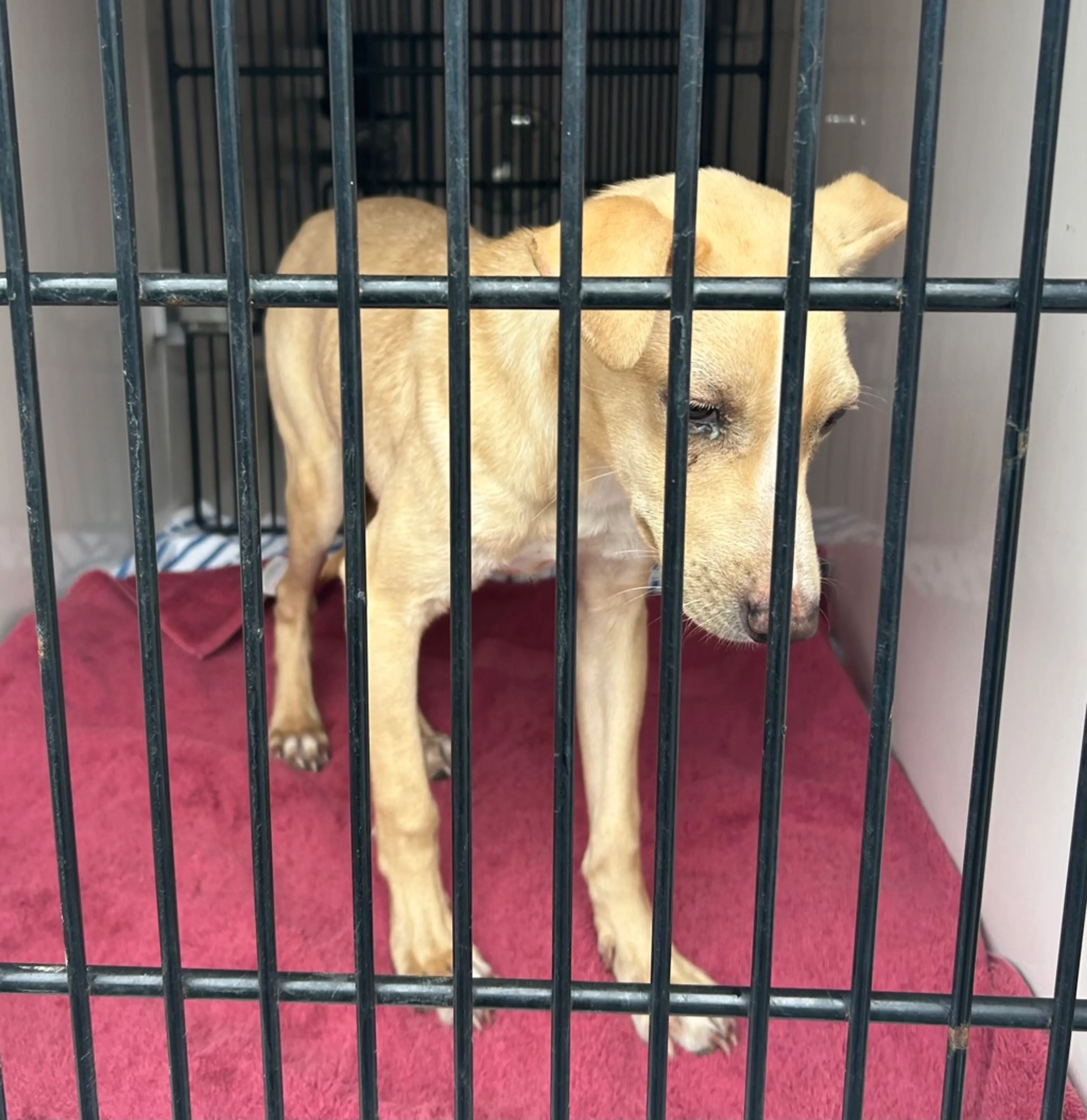 Found pet