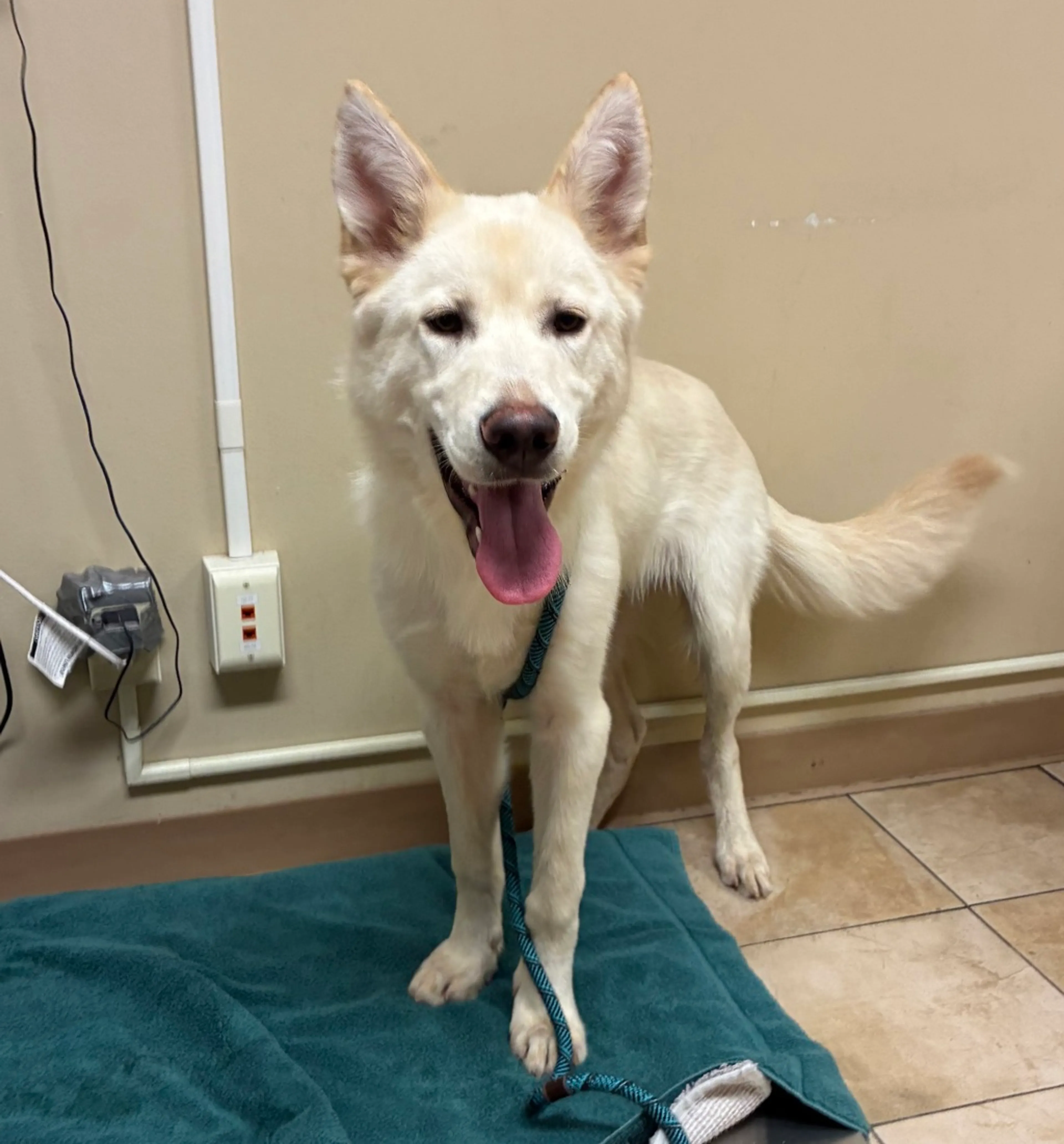 Found pet