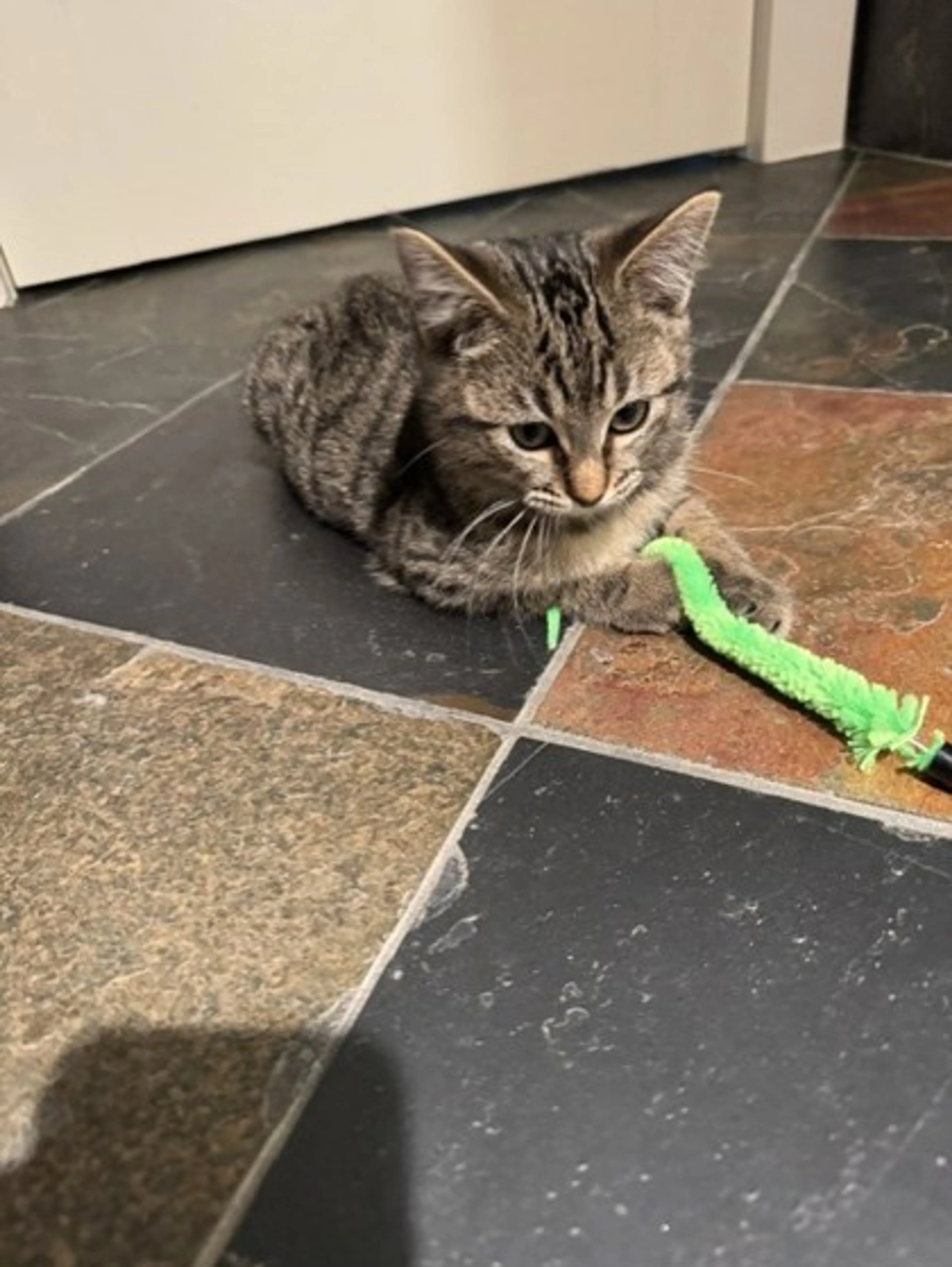 Found pet-0