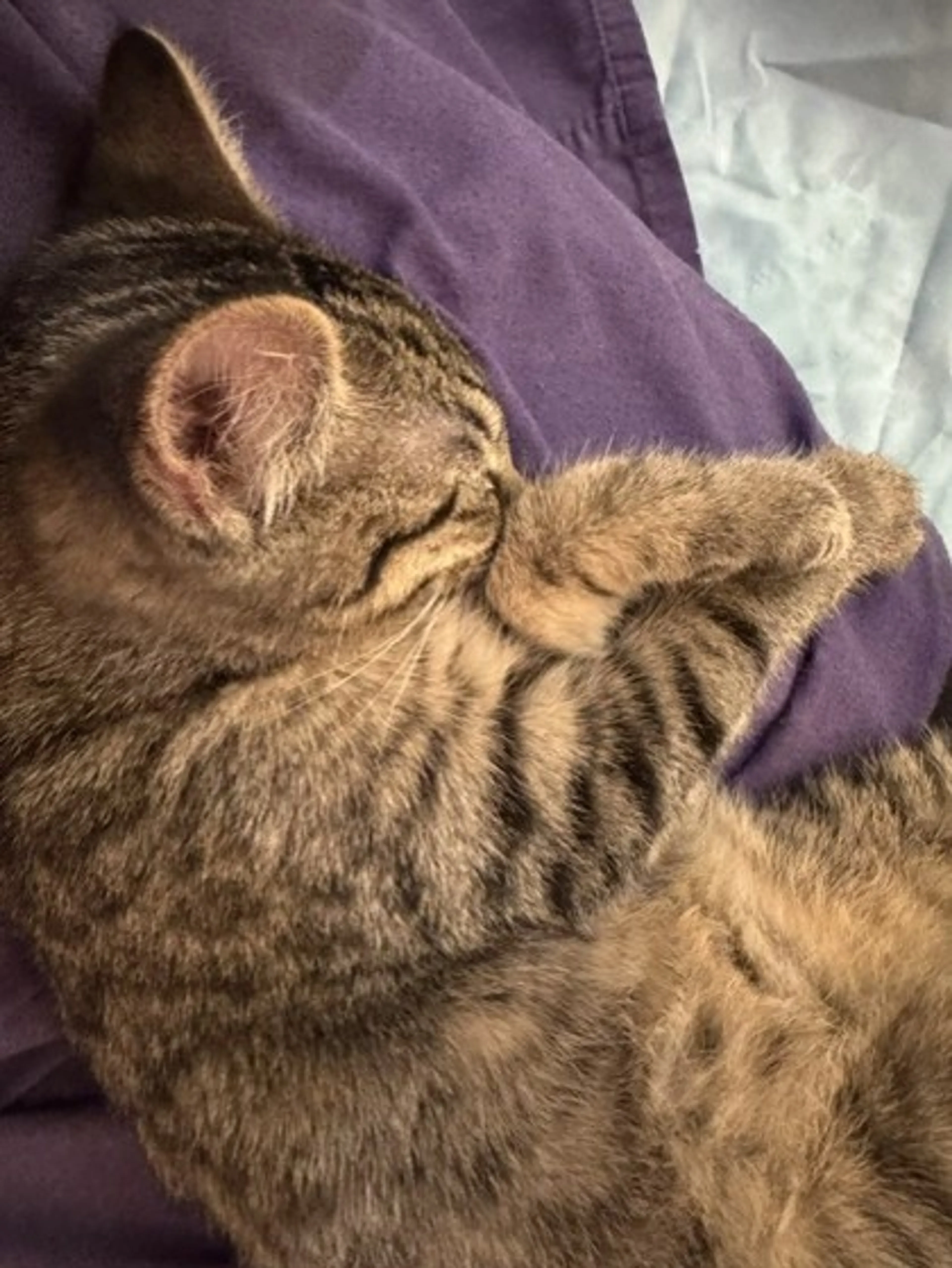 Found pet-1