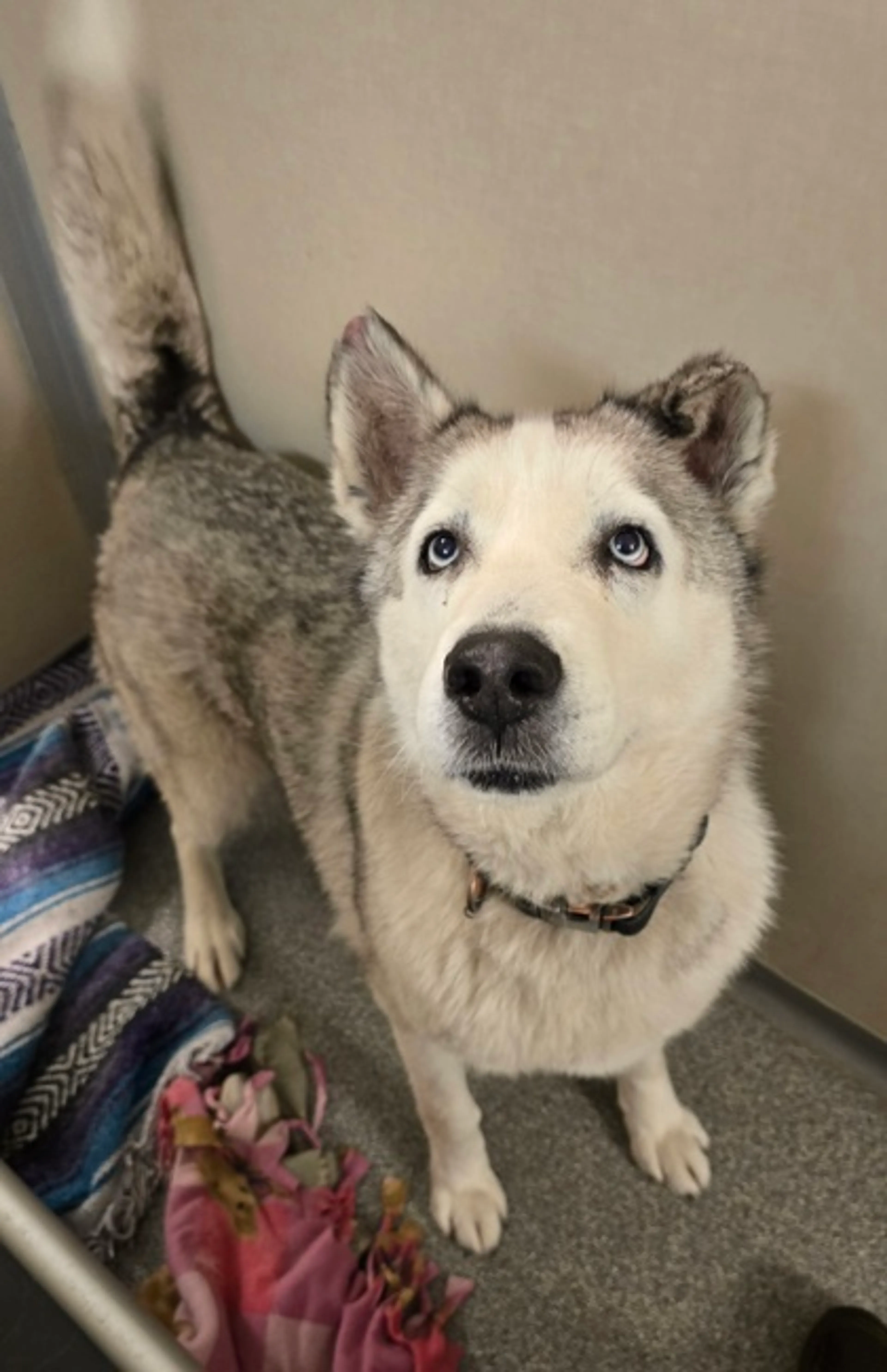Found pet