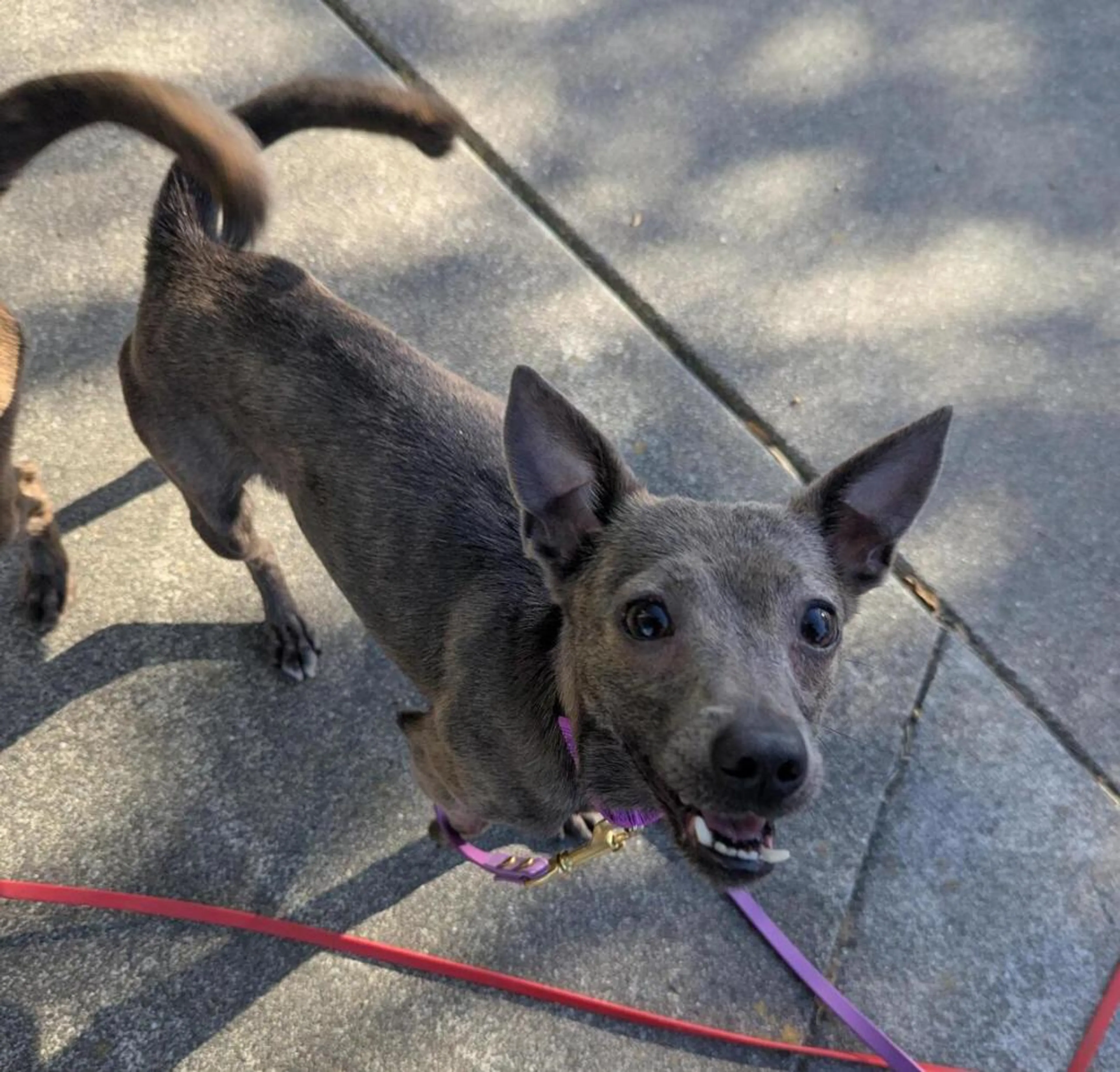 Found pet-1