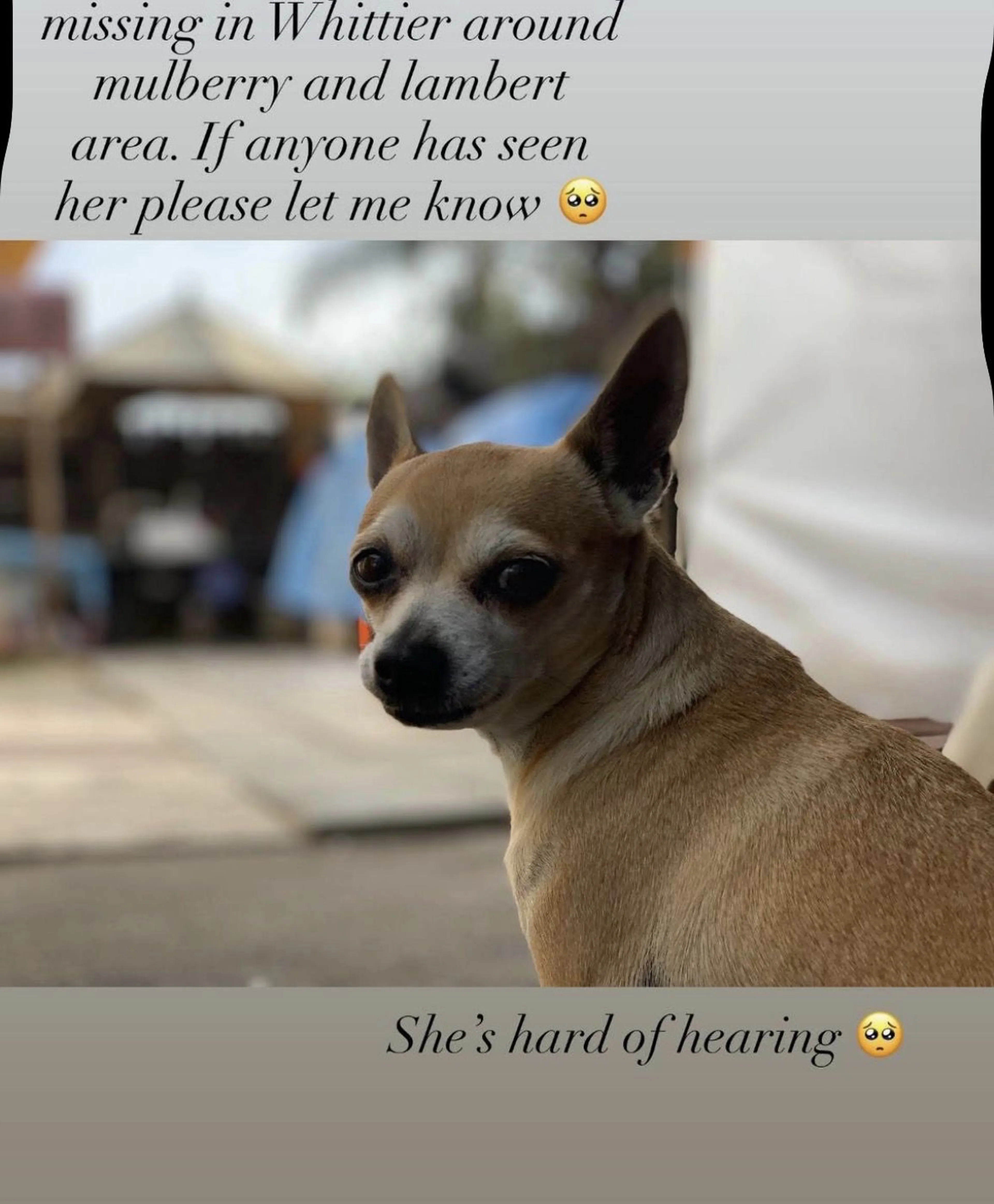 Lost pet