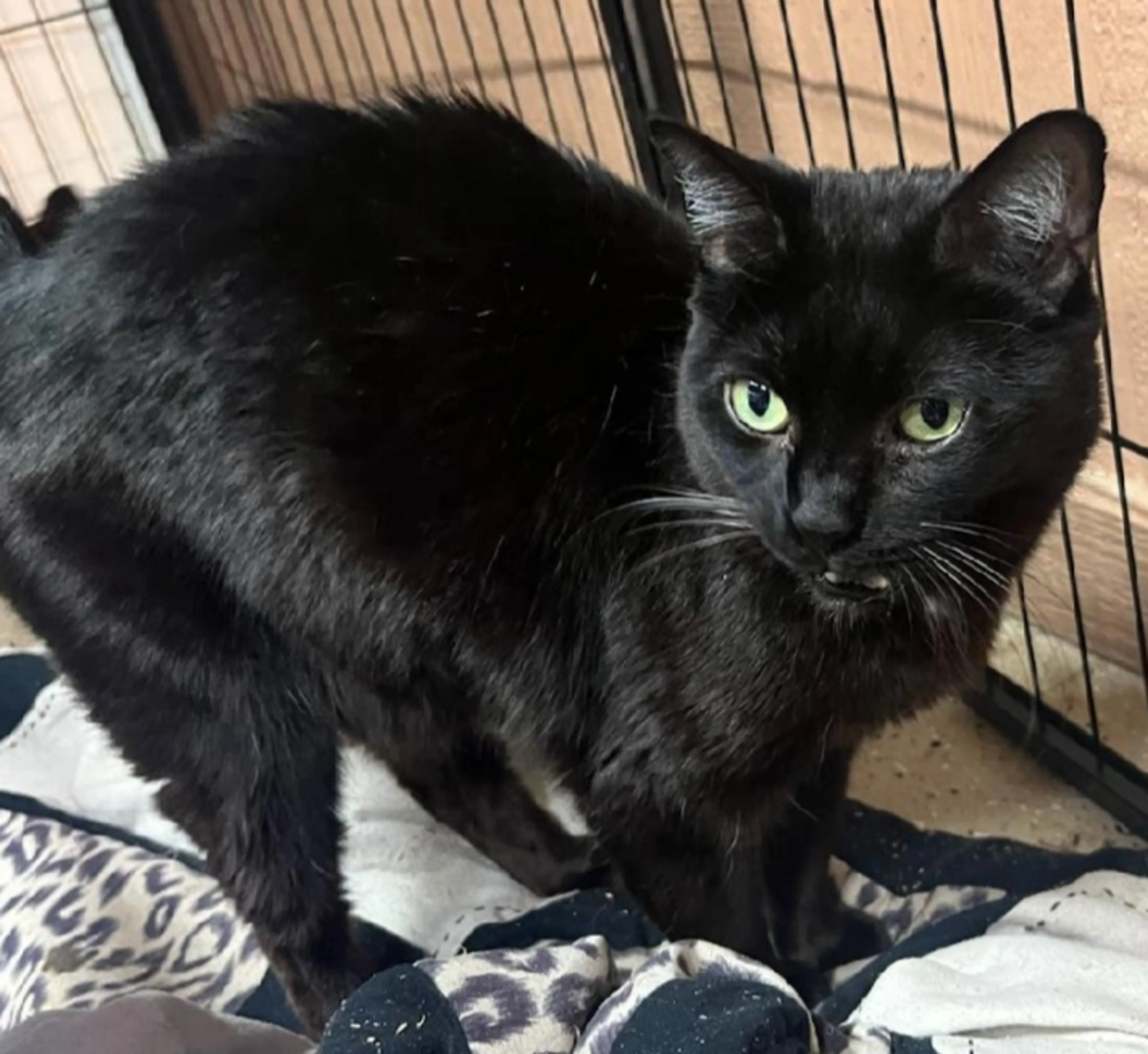 Found pet