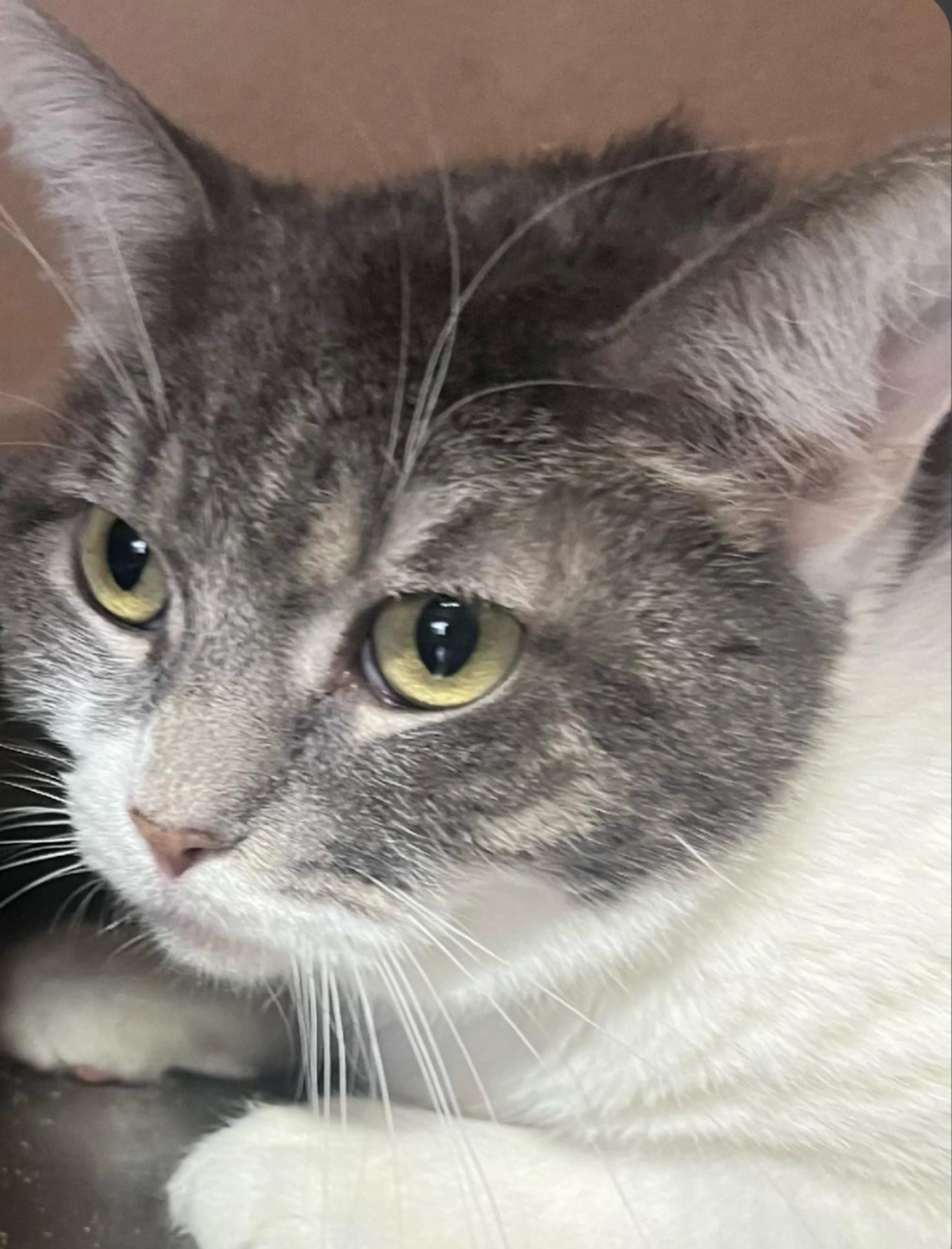 Found pet