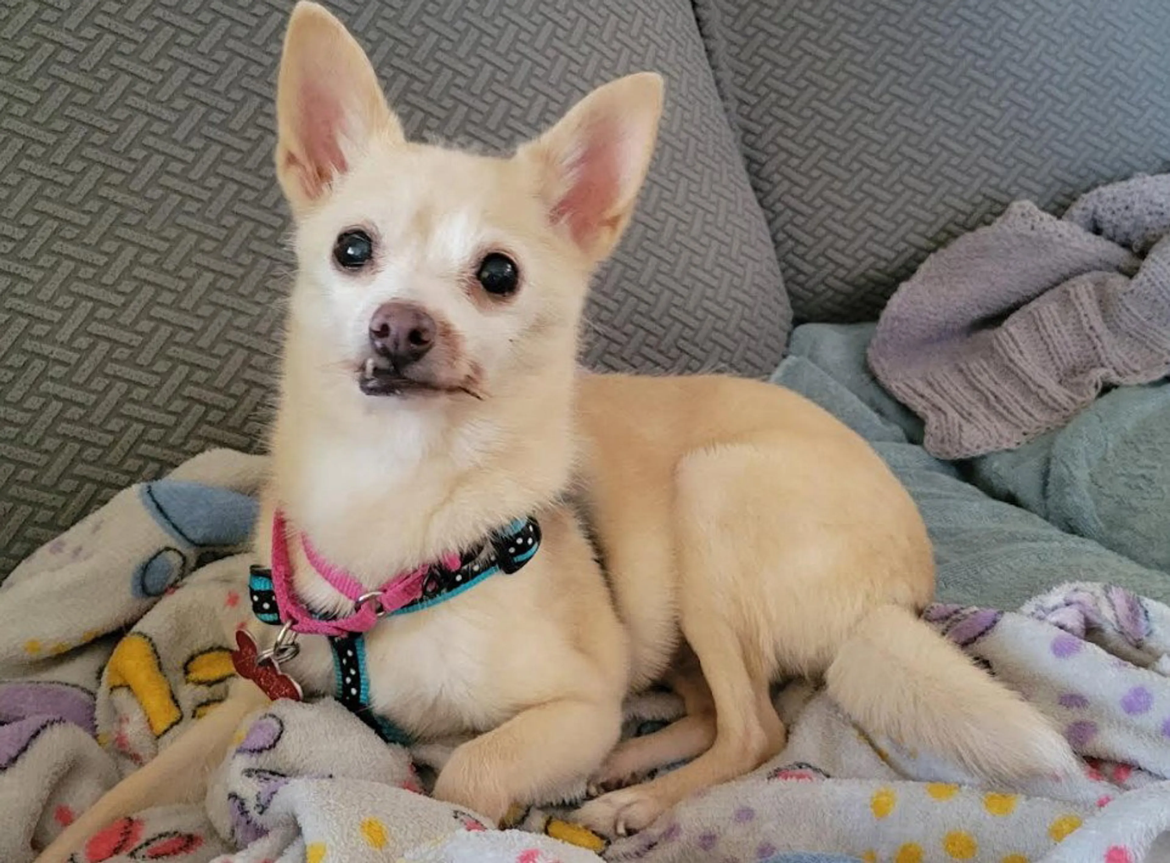 Found pet-2