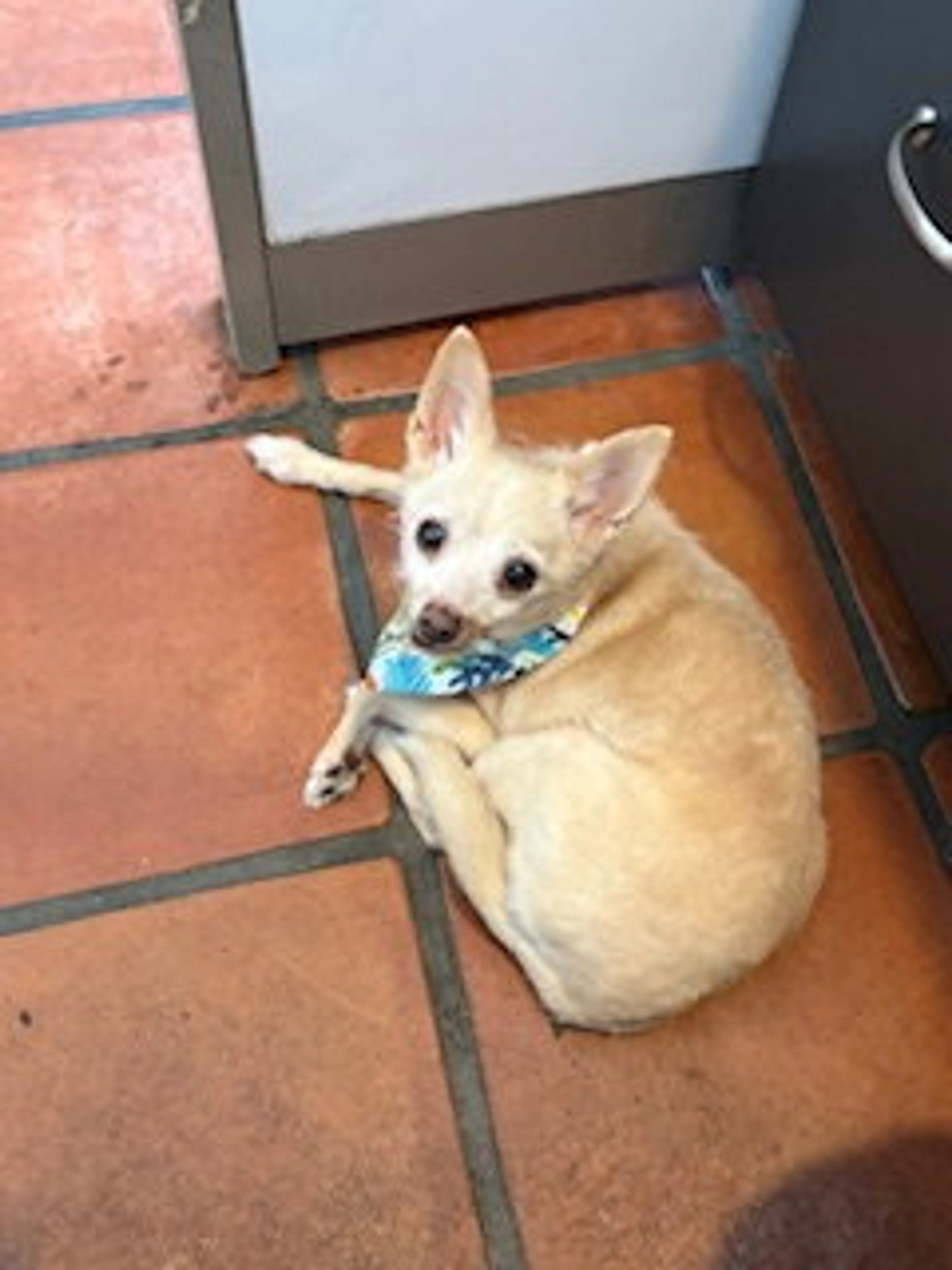 Found pet-5