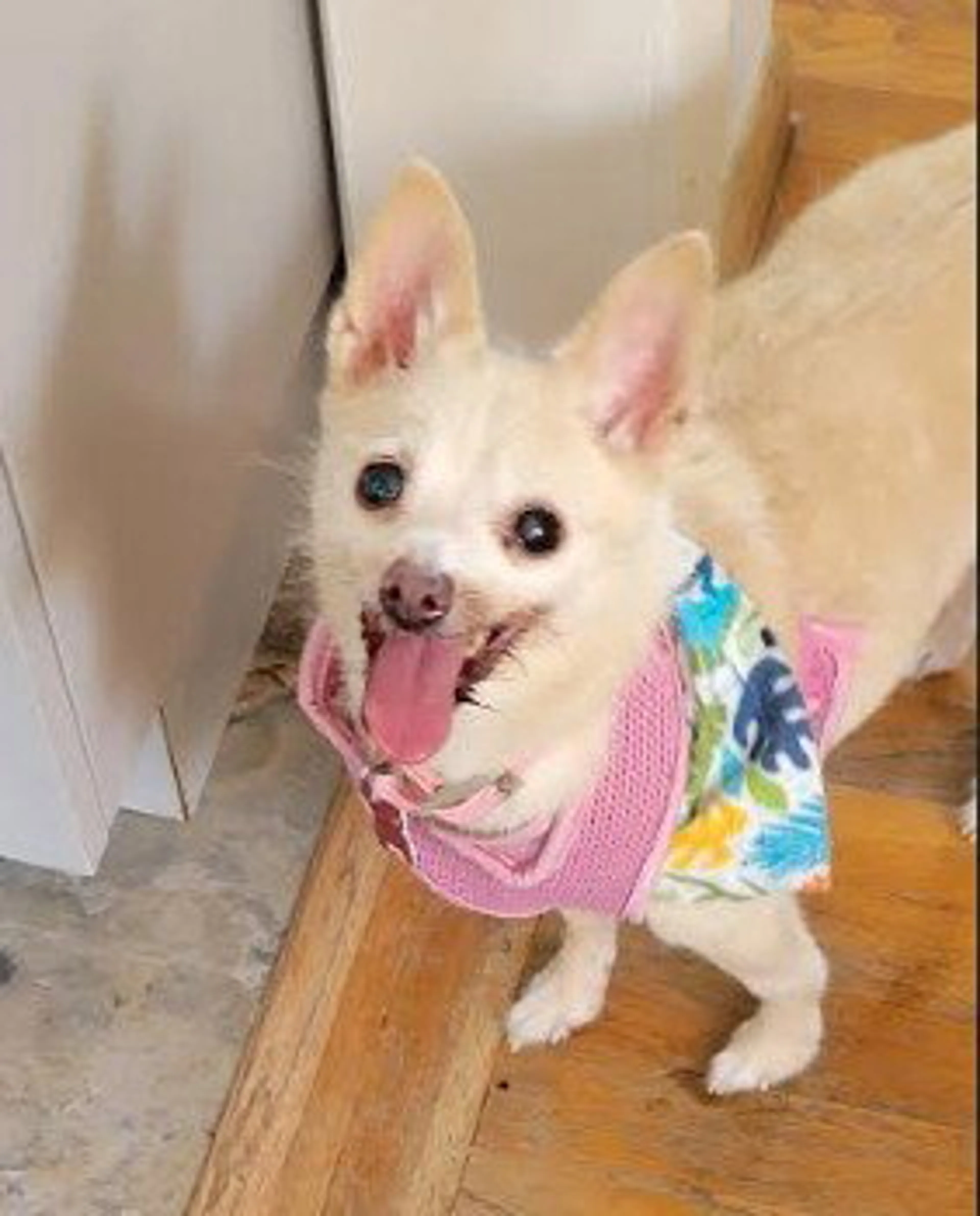 Found pet-4
