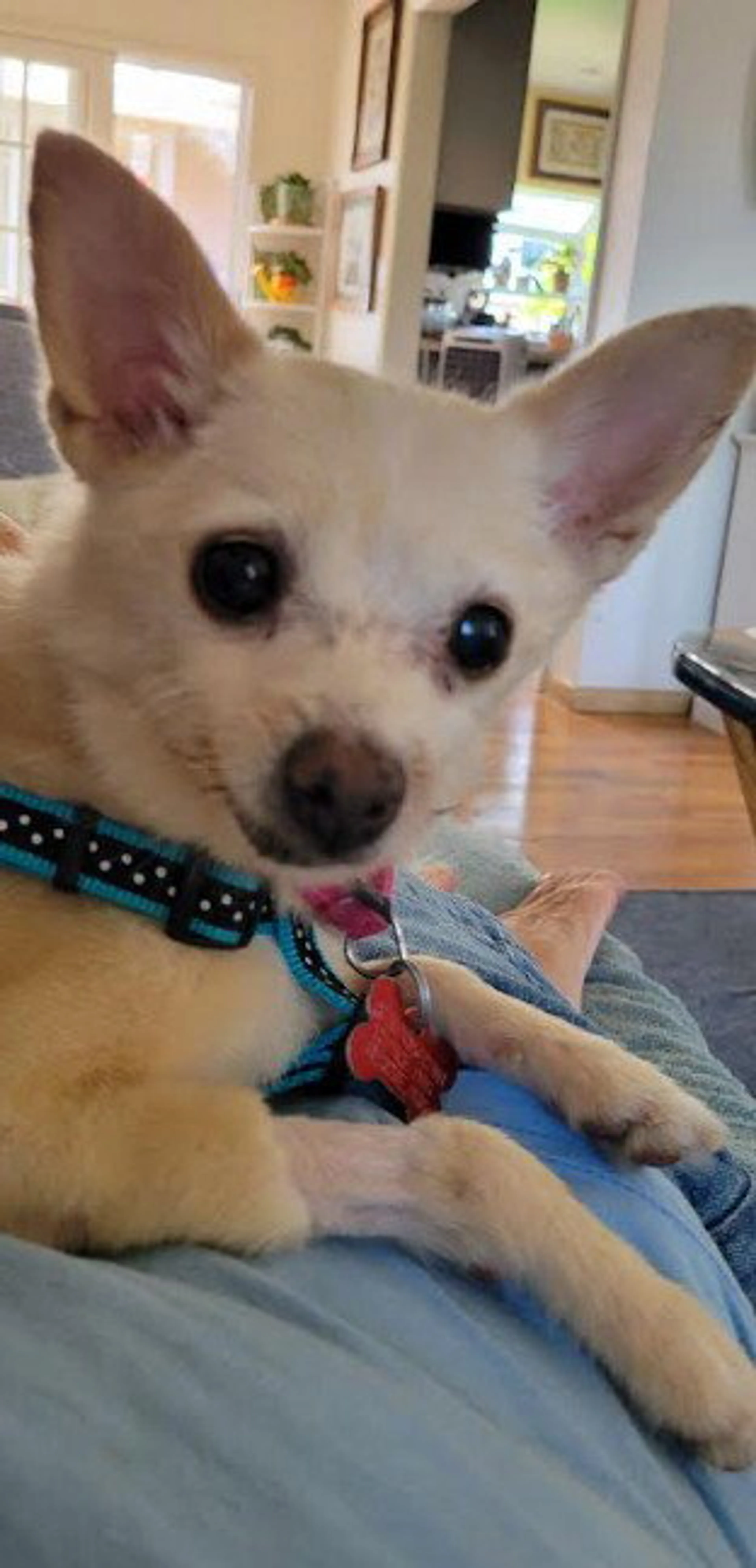 Found pet-1