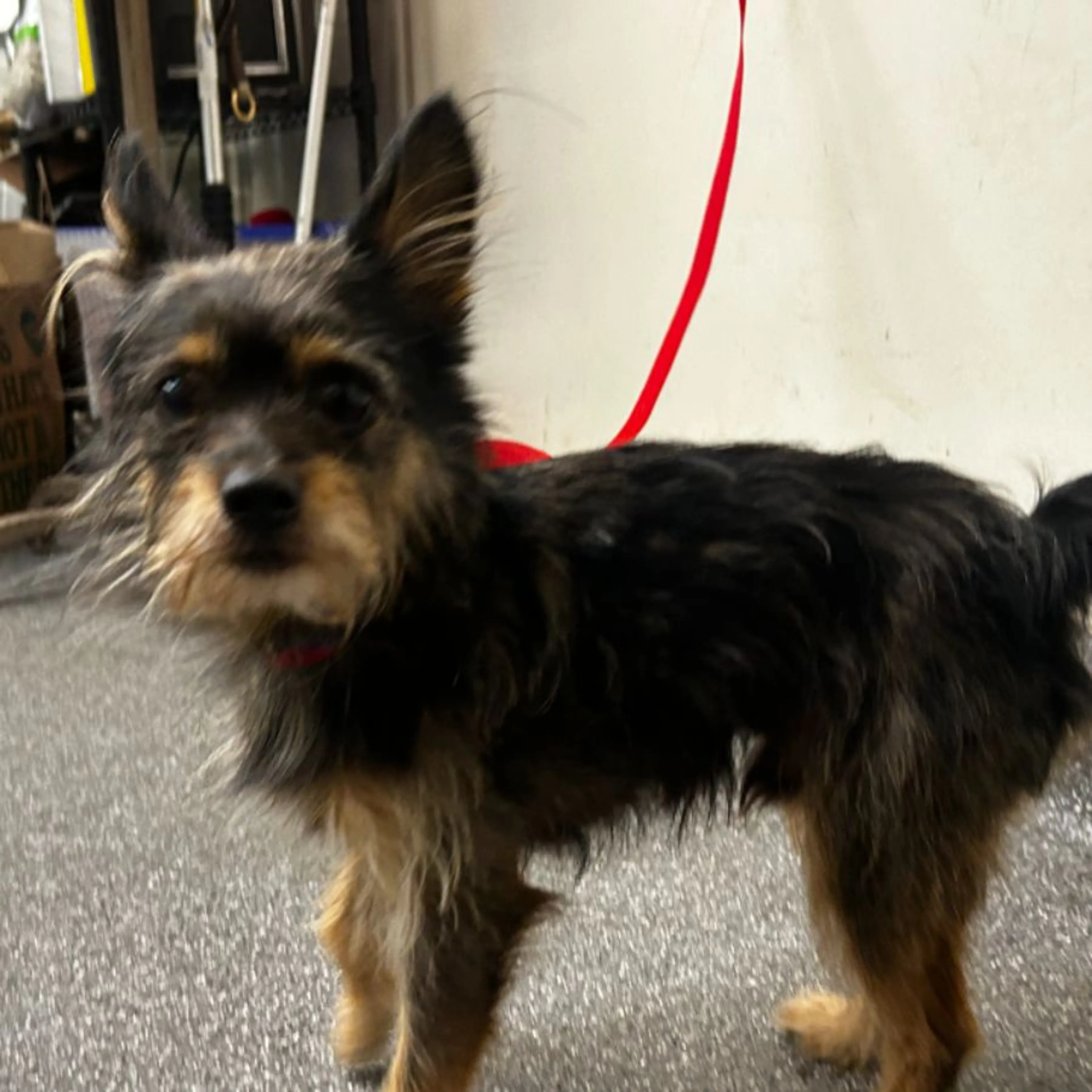 Found pet
