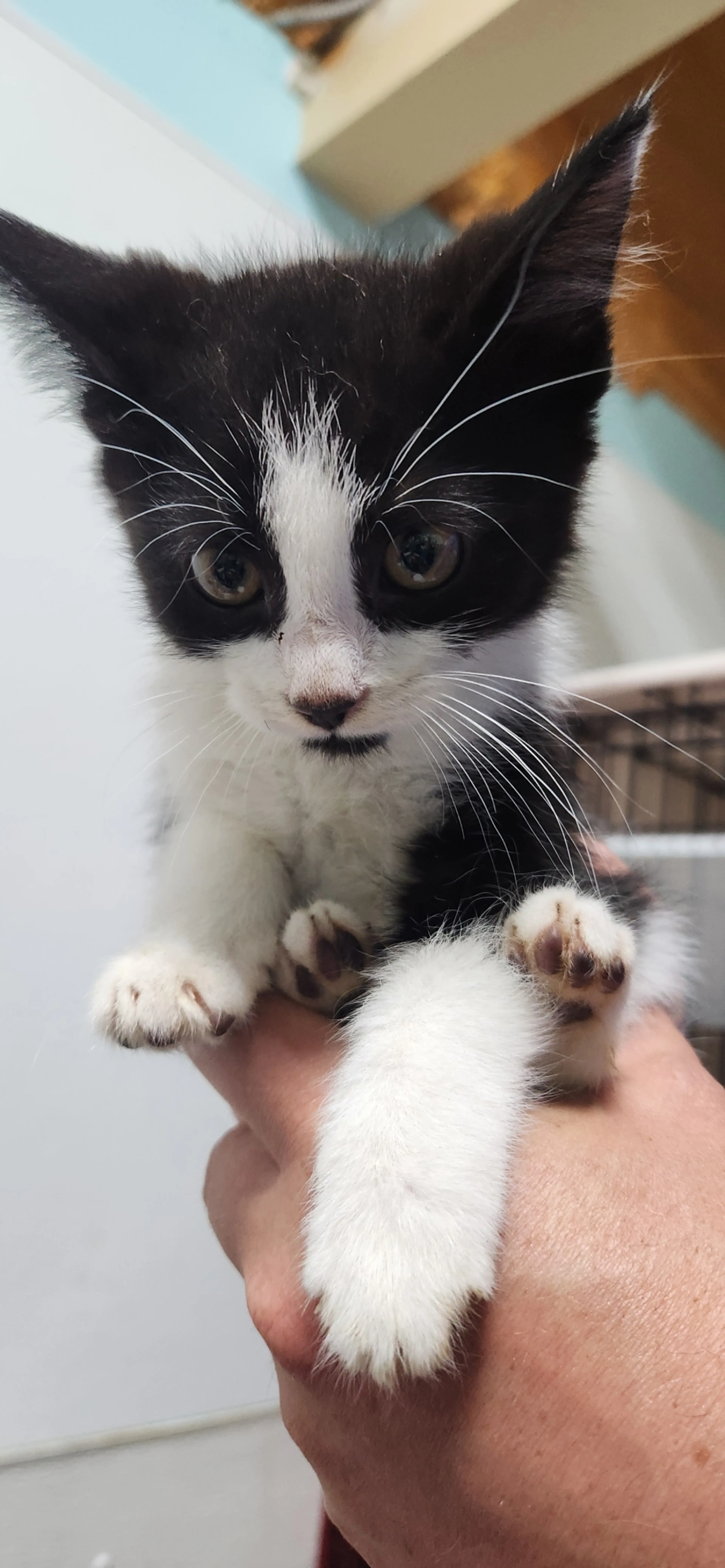 Found pet