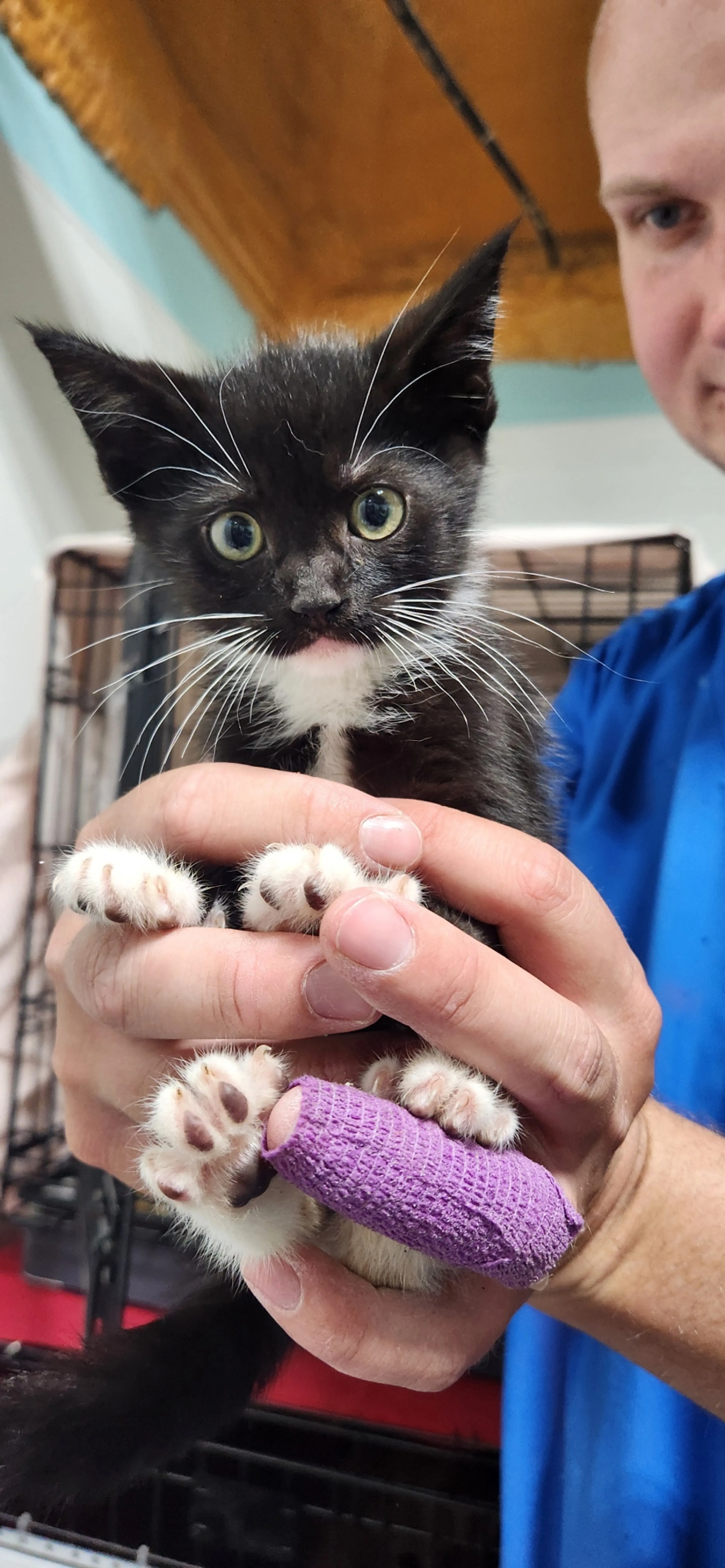 Found pet