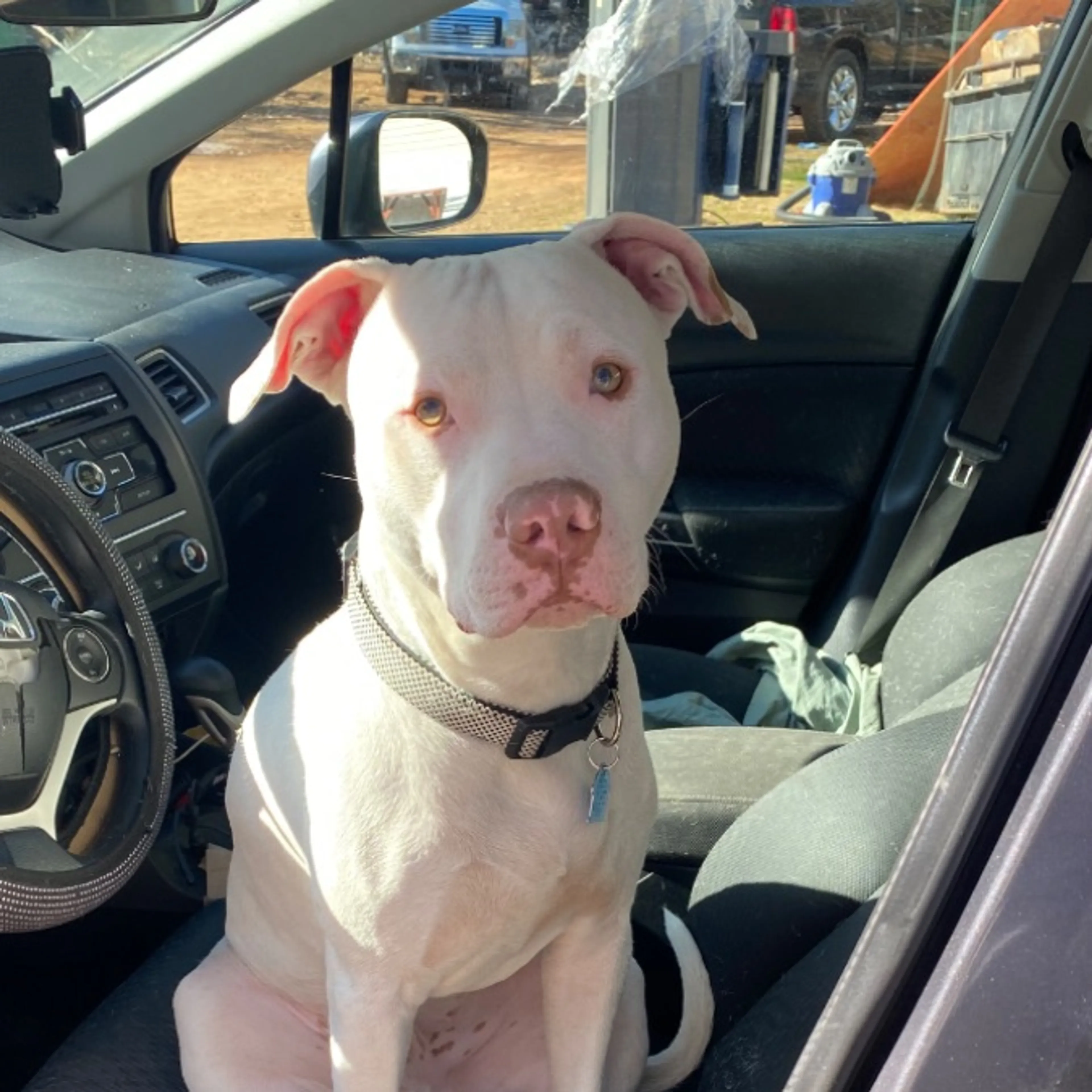 Lost pet
