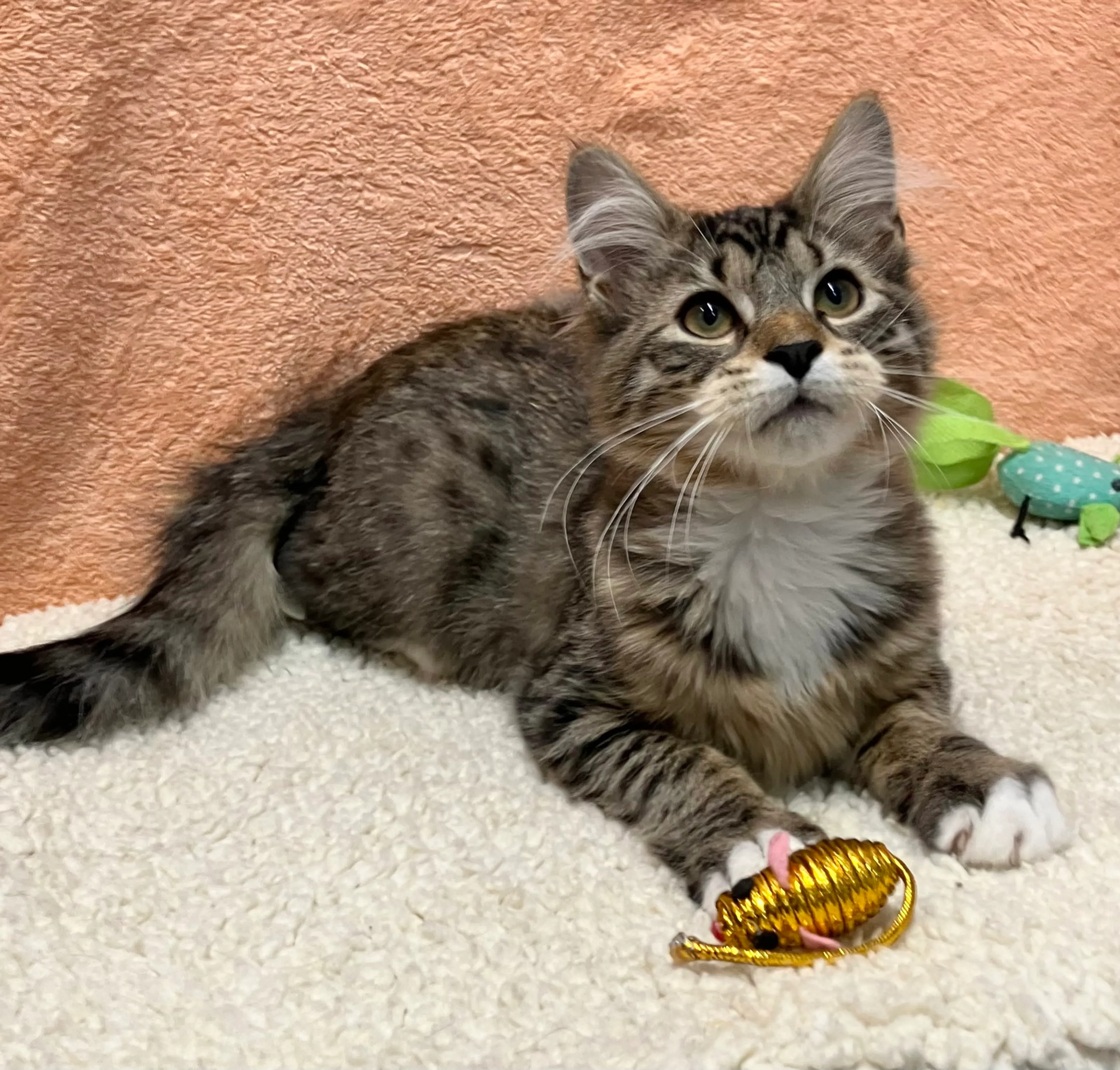 Found pet-2