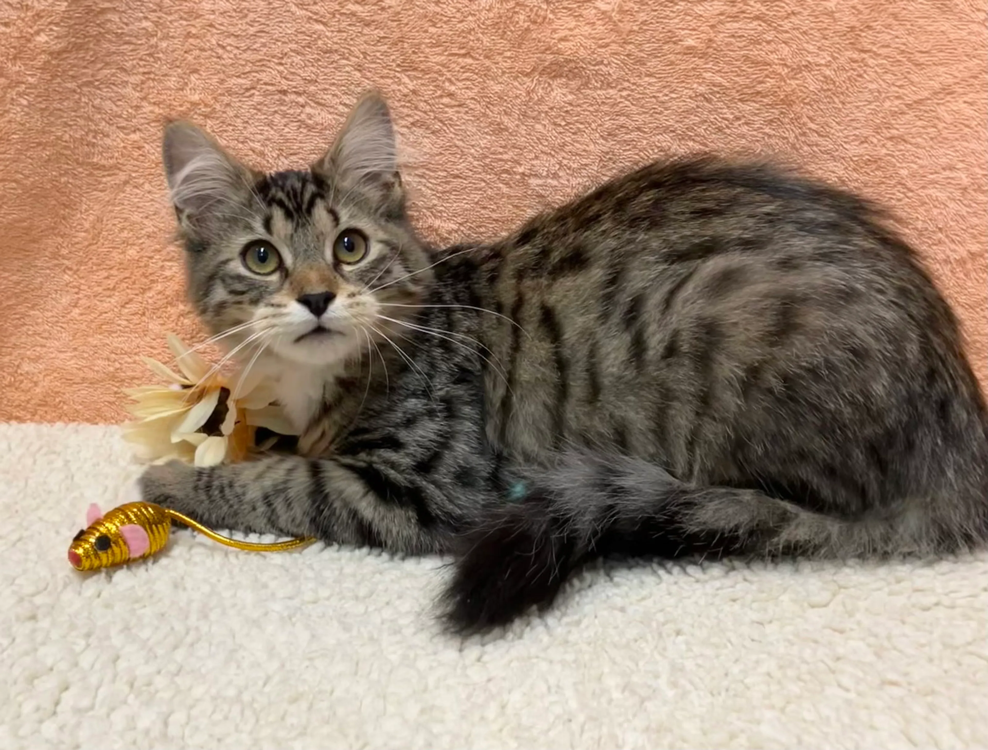 Found pet-4
