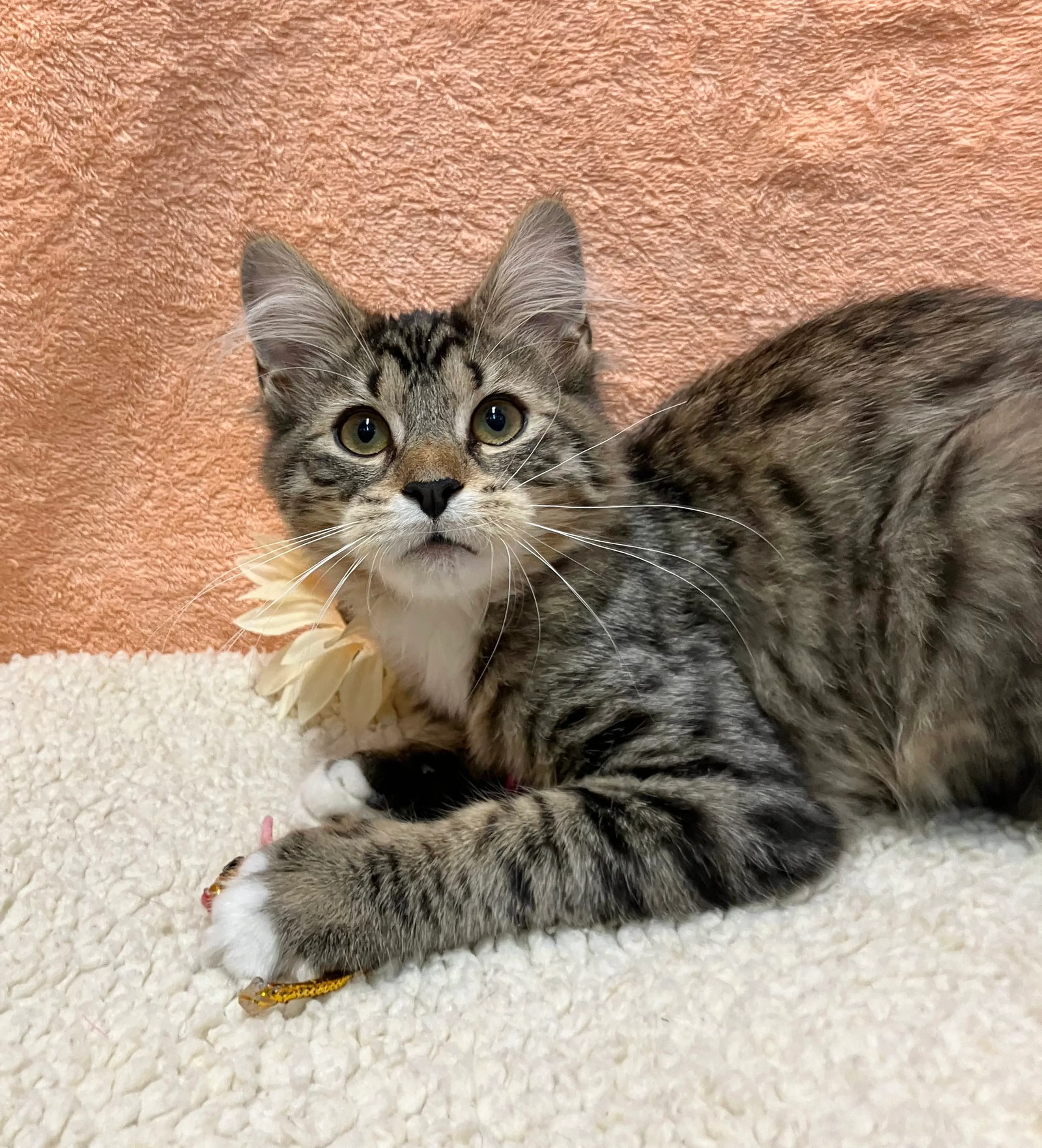 Found pet-1