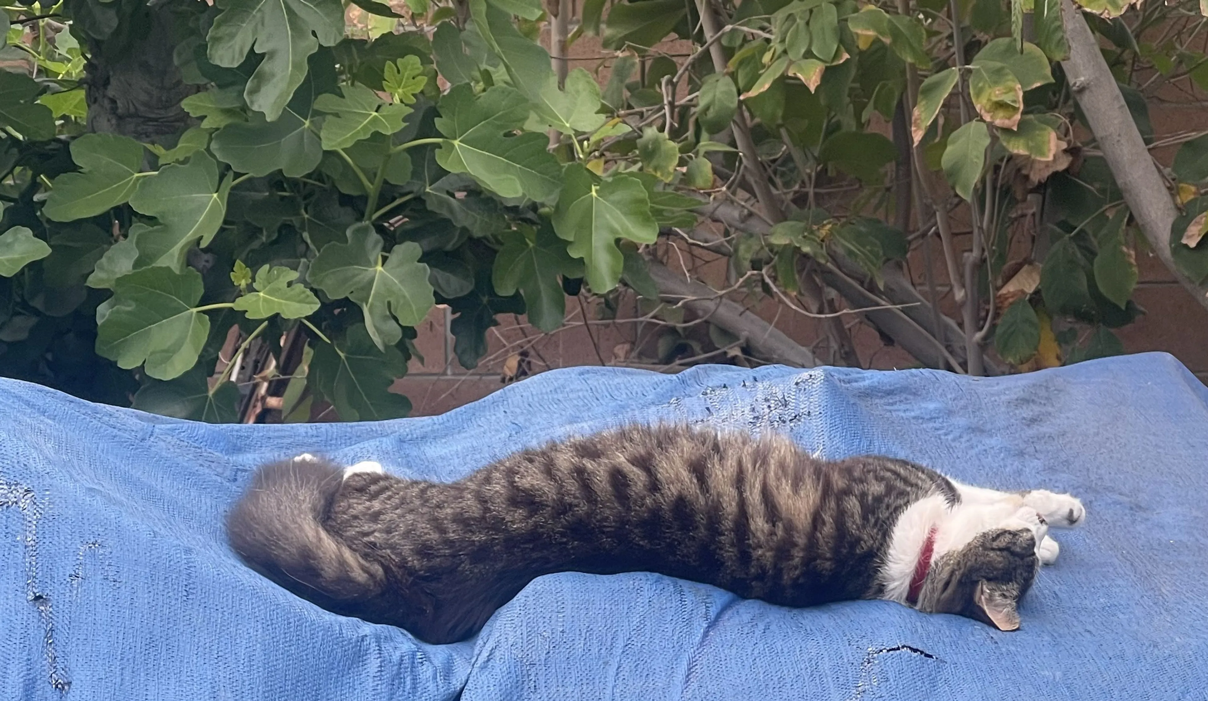 Lost pet-3