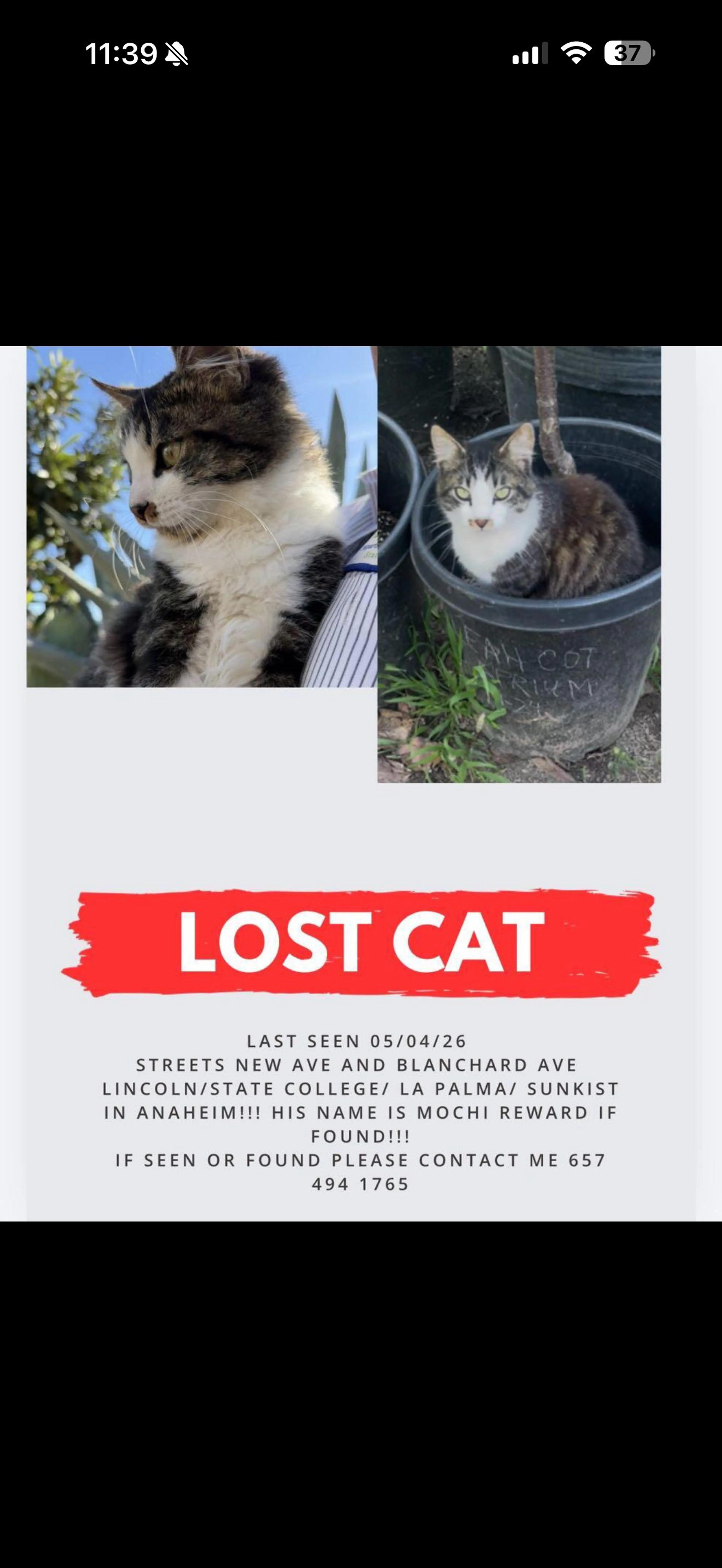 Lost pet-0