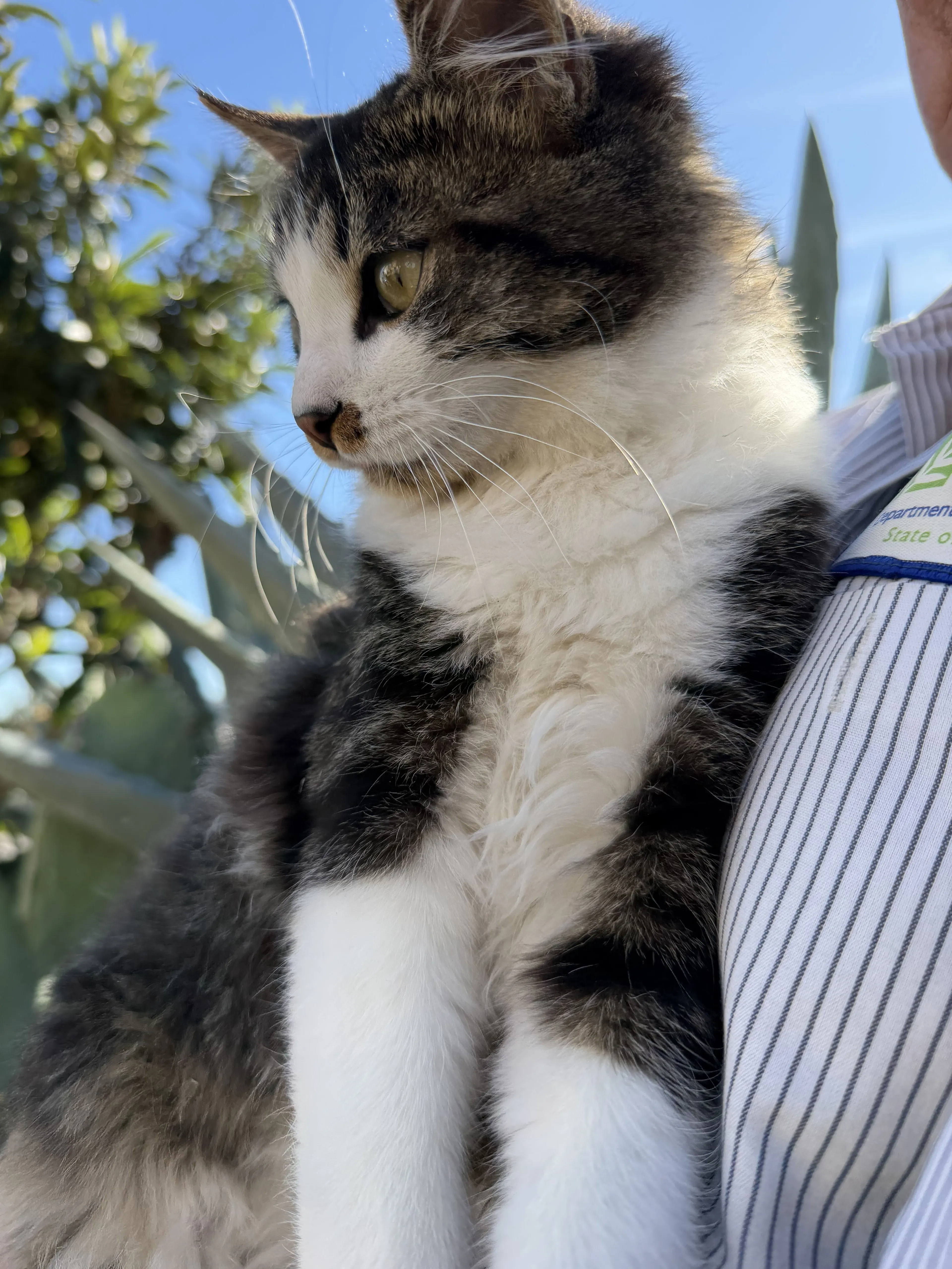 Lost pet-1