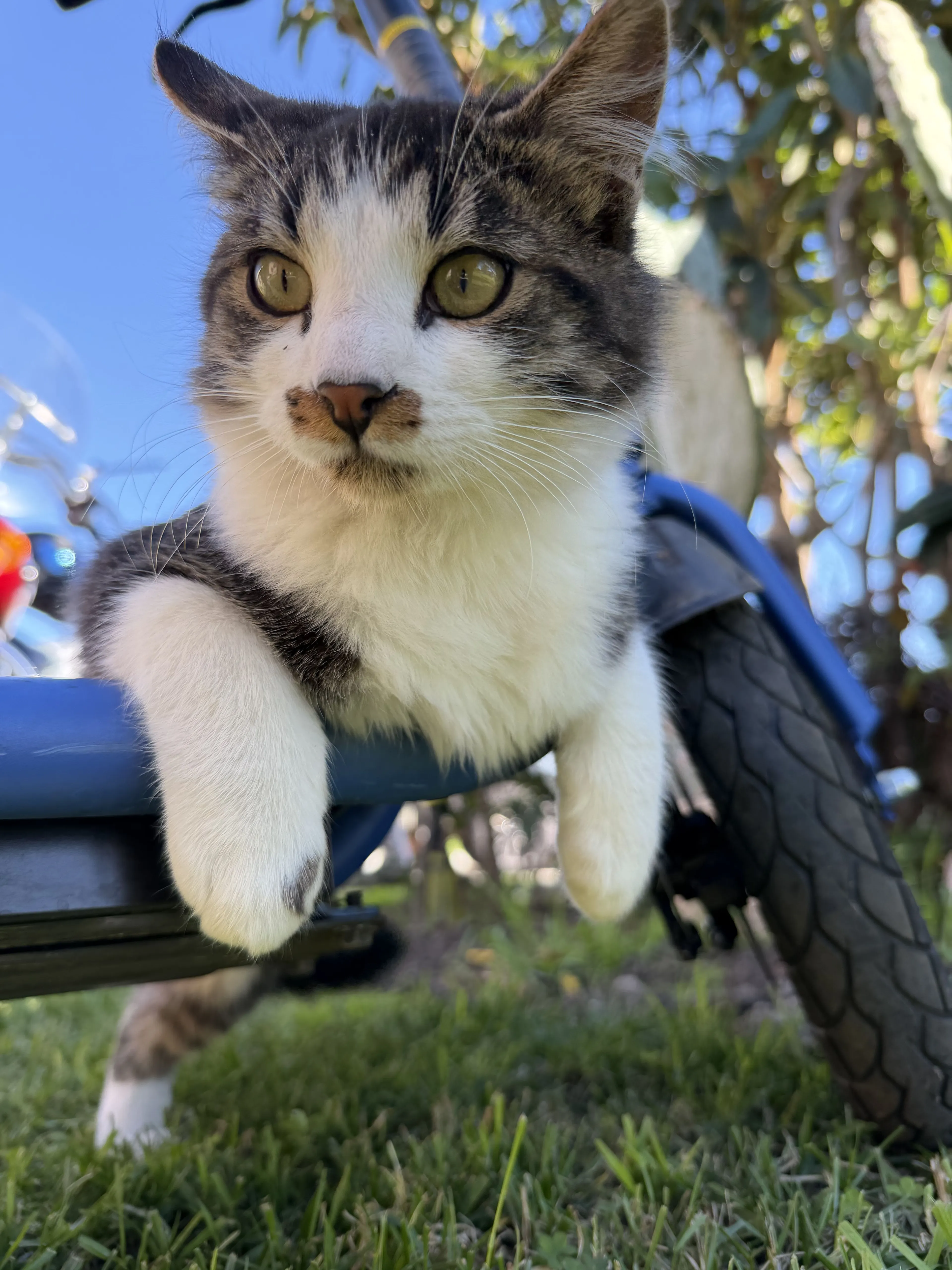Lost pet-2