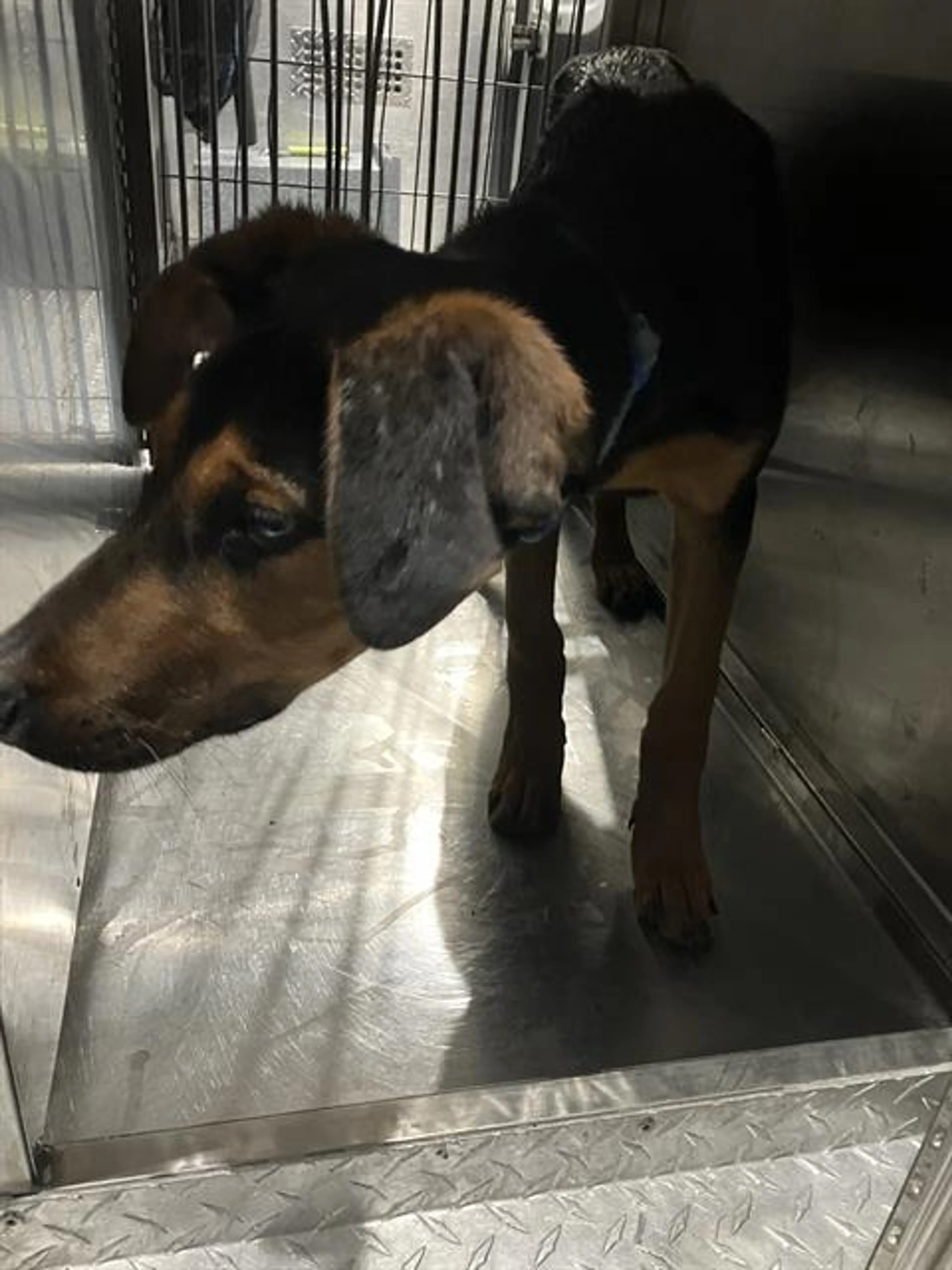 Found pet