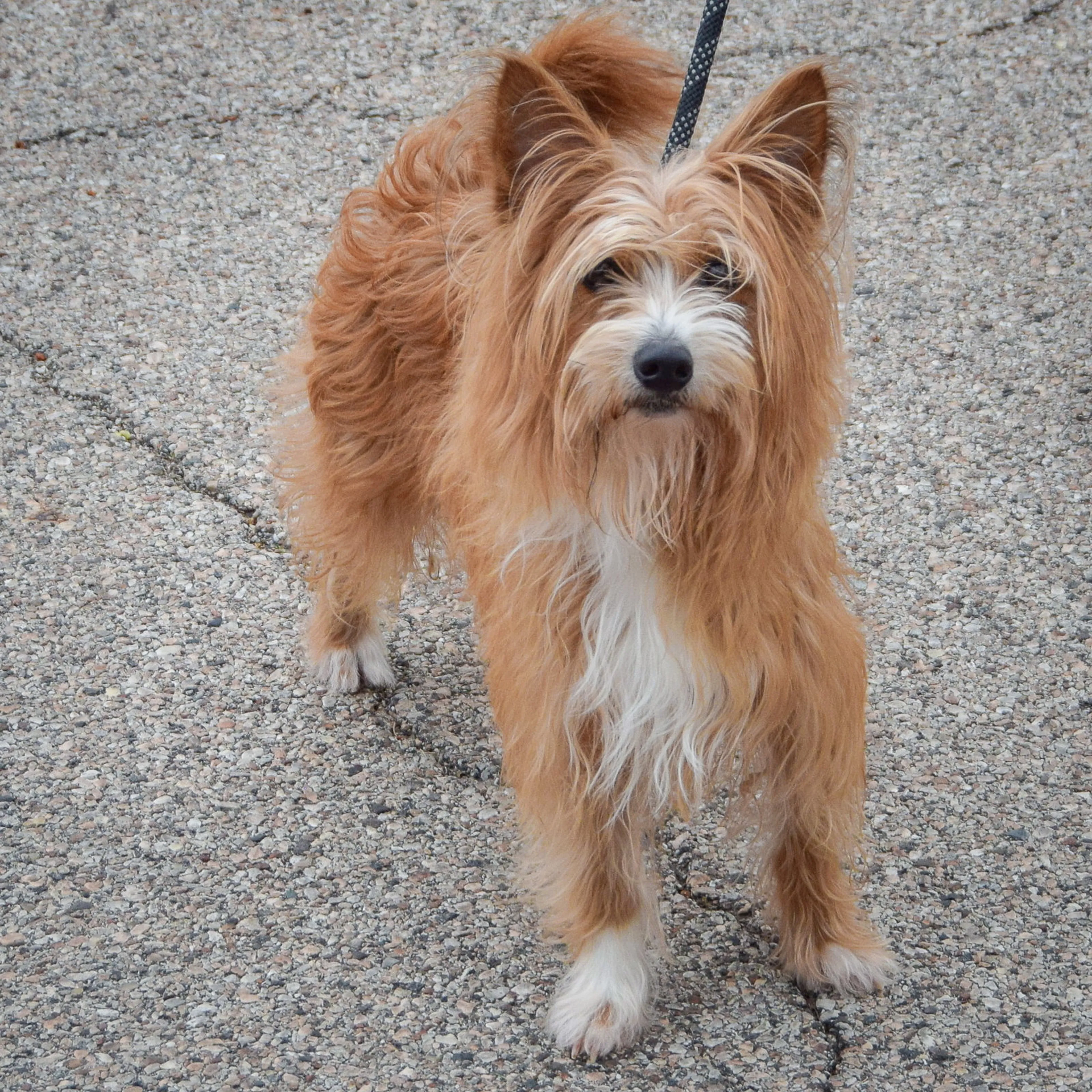 Found pet-2