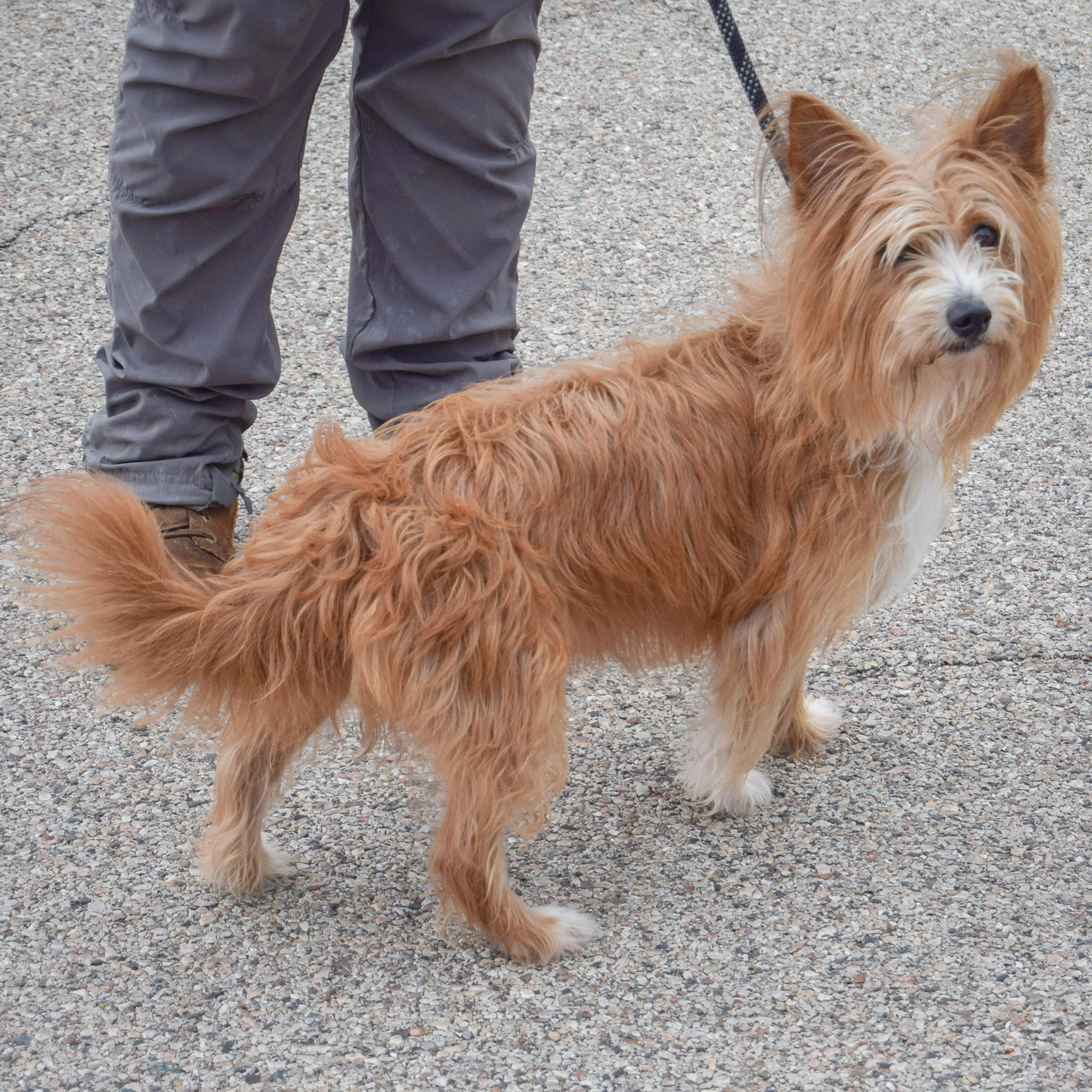 Found pet-1