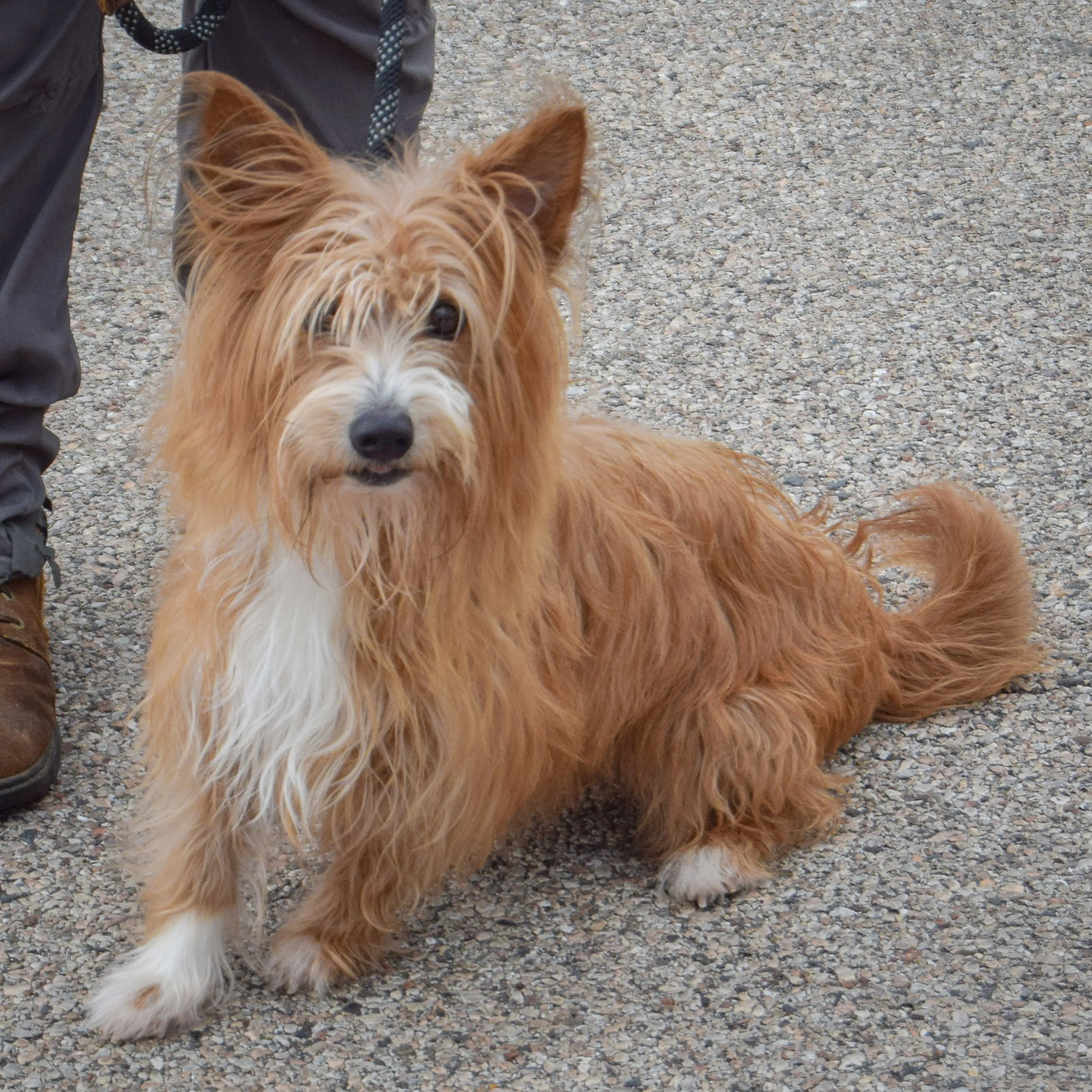 Found pet-3