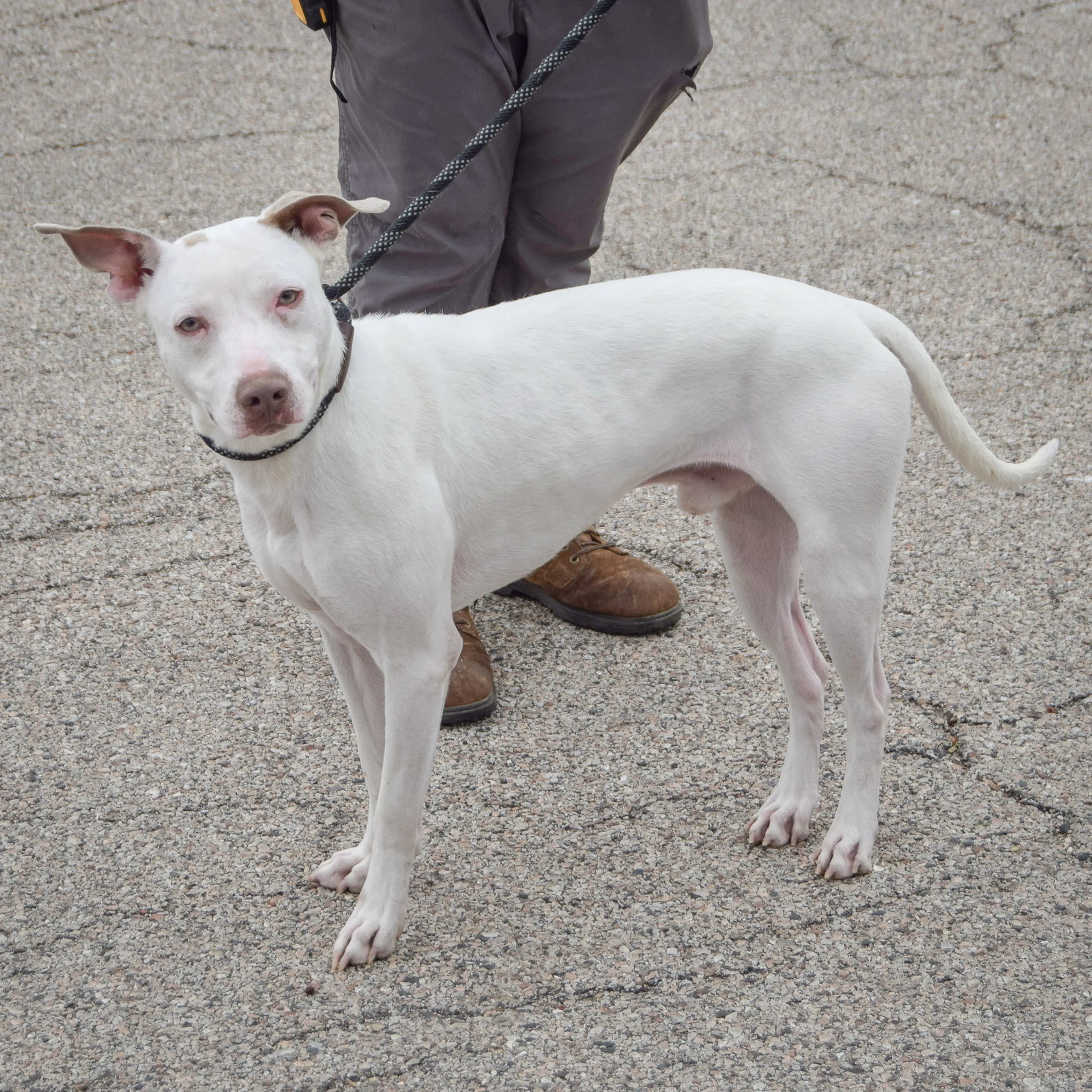 Found pet-4