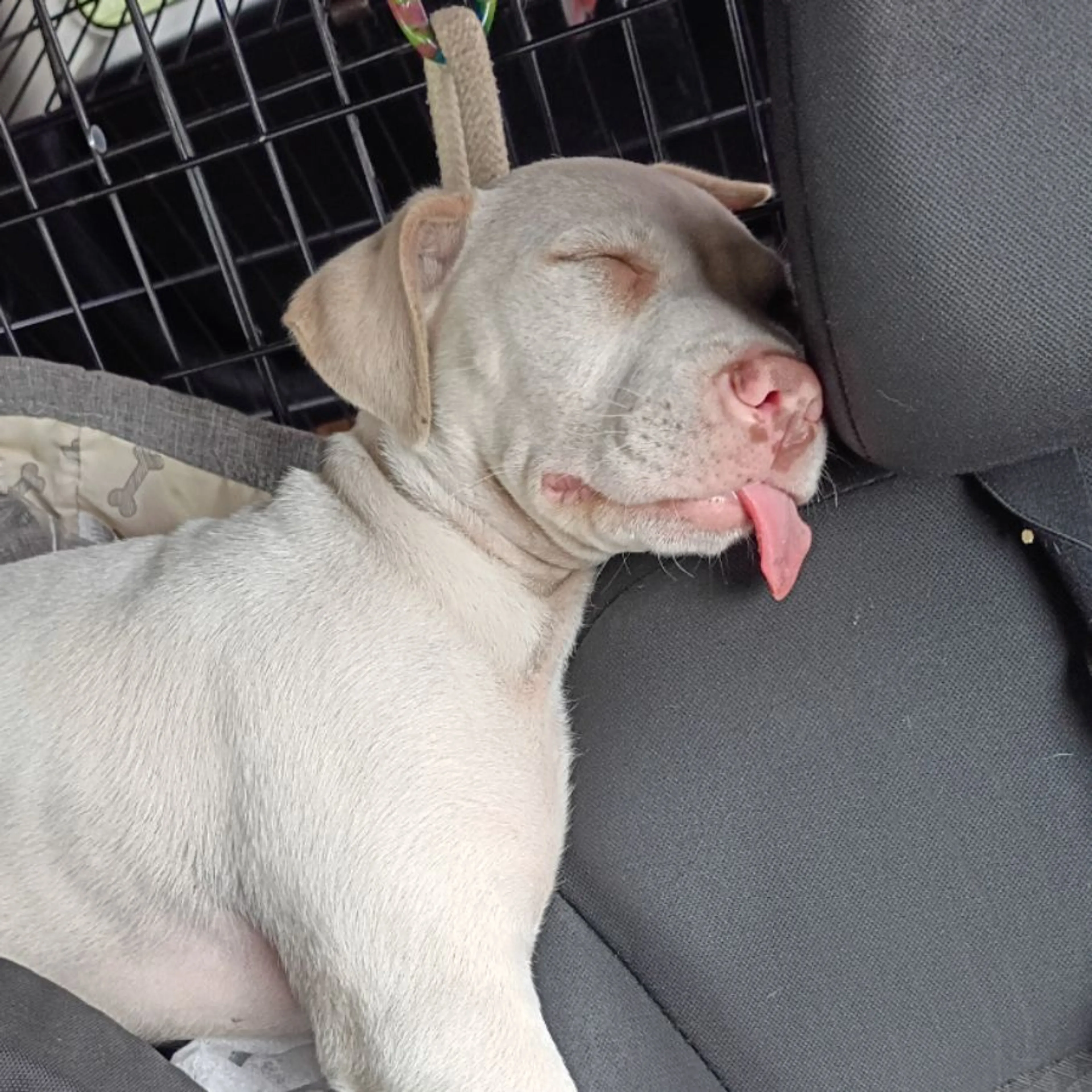 Lost pet