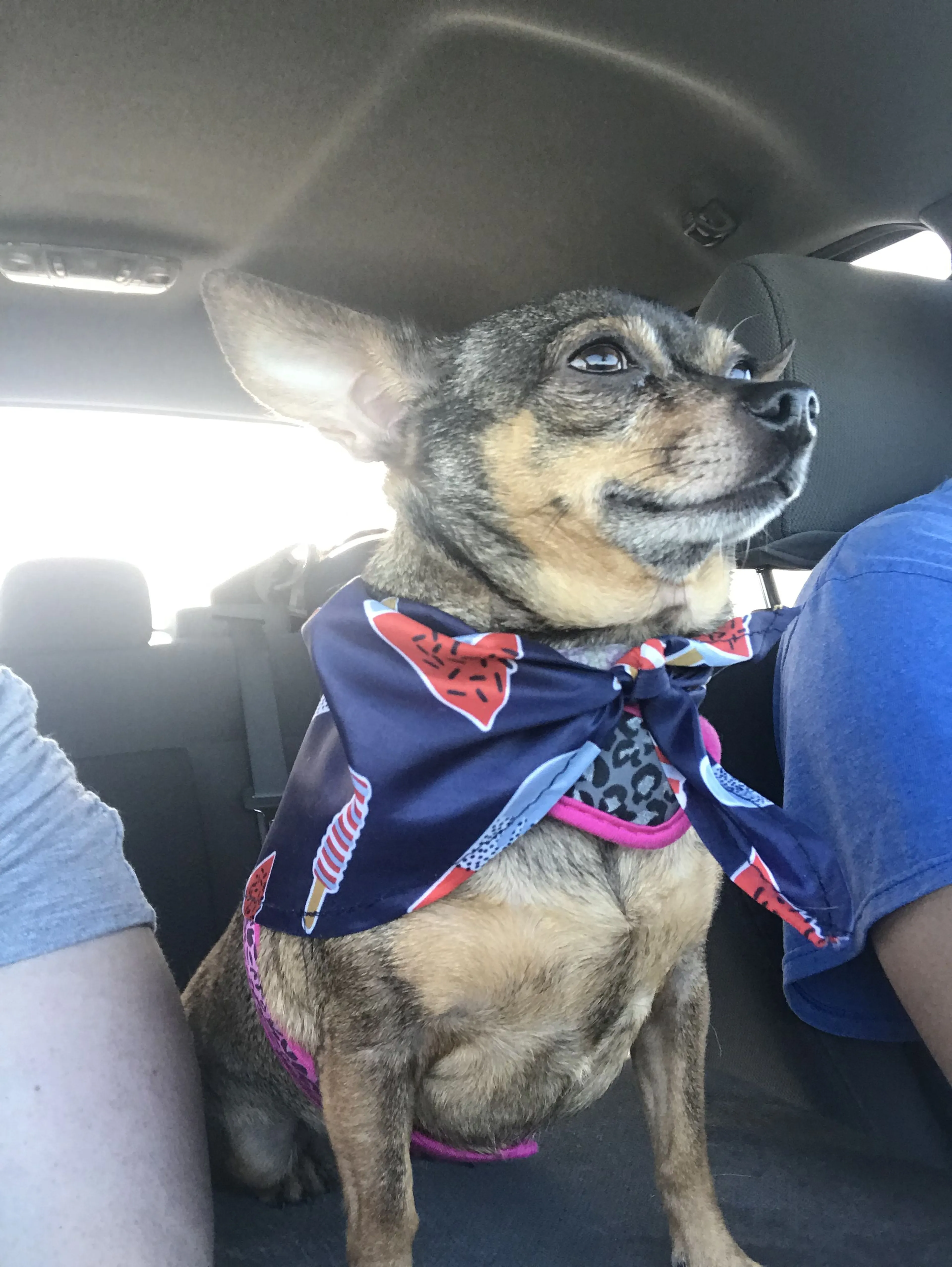 Lost pet-2