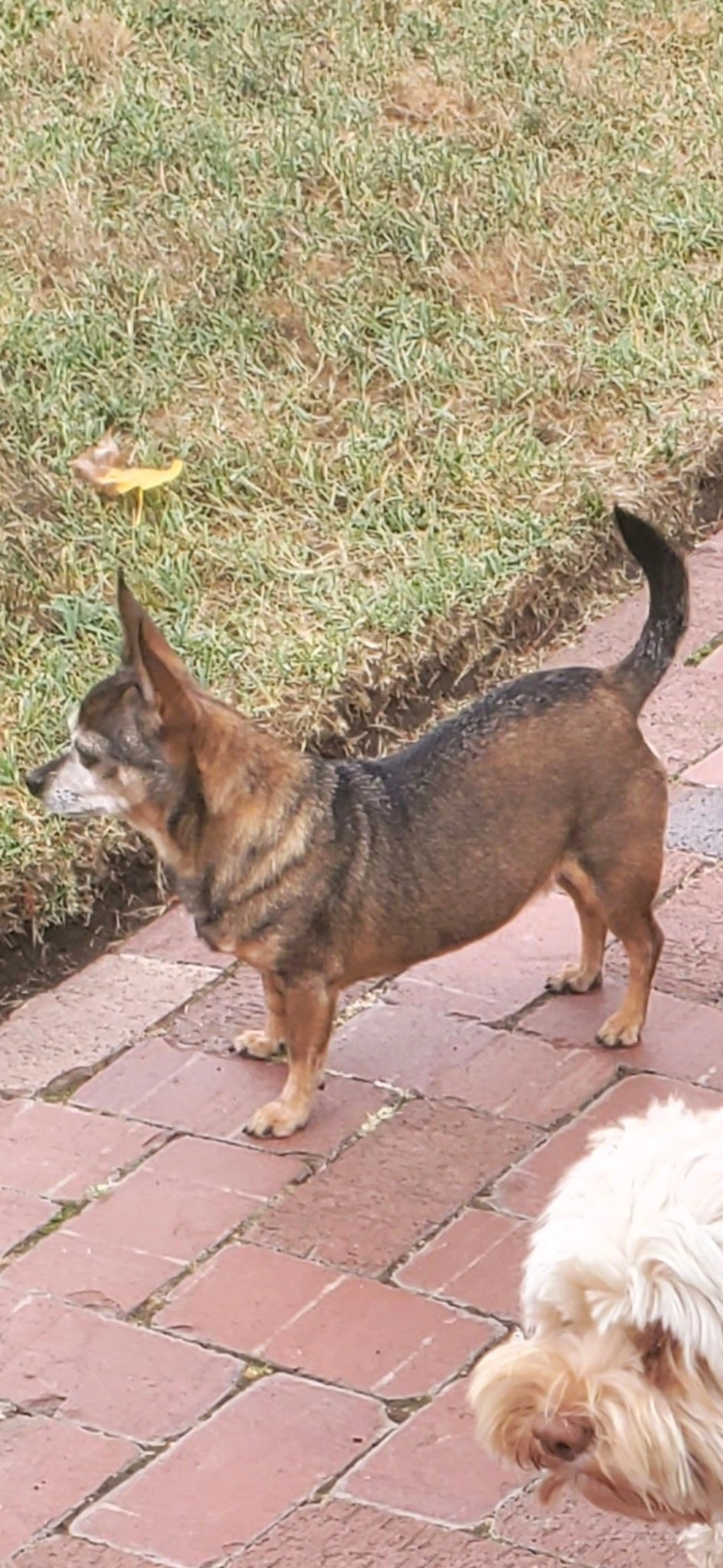 Lost pet-1