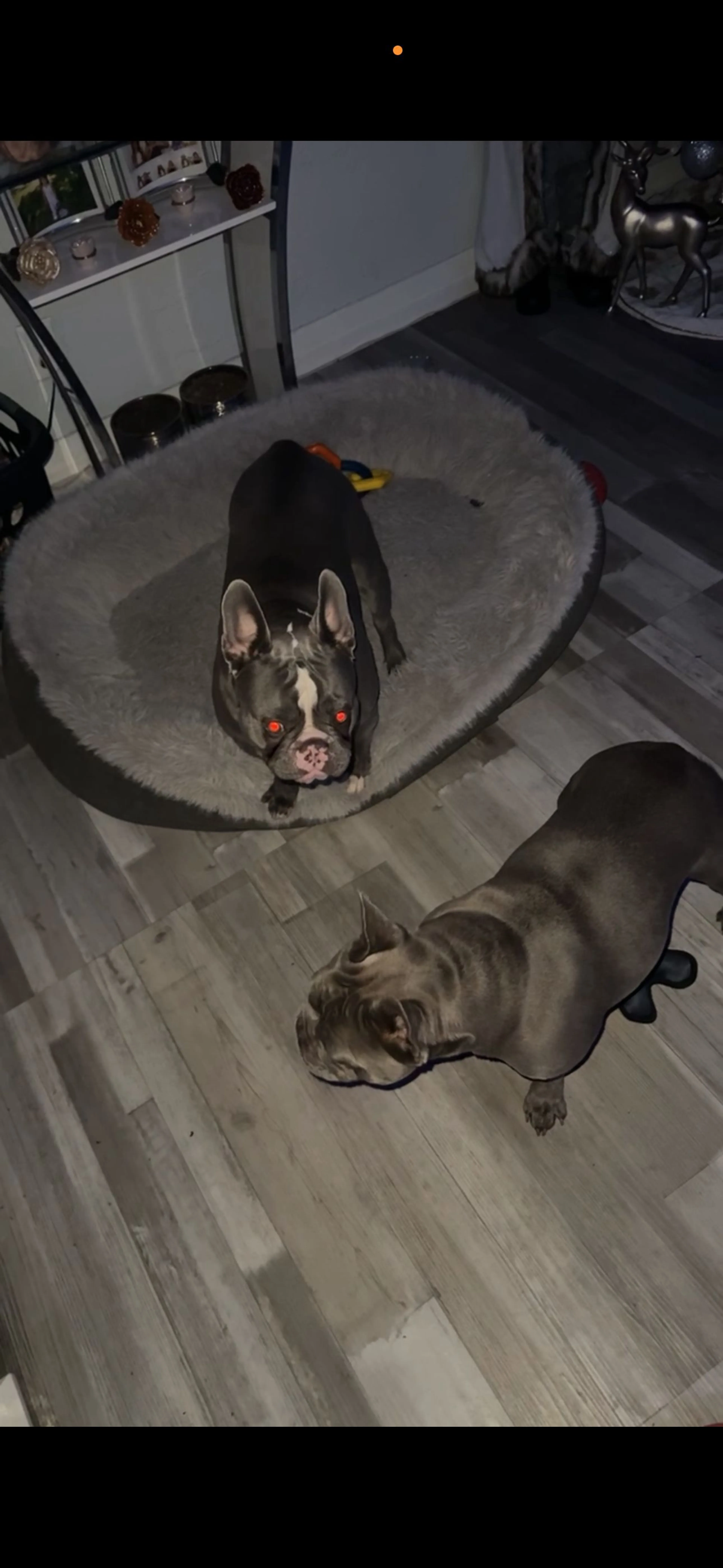 Lost pet