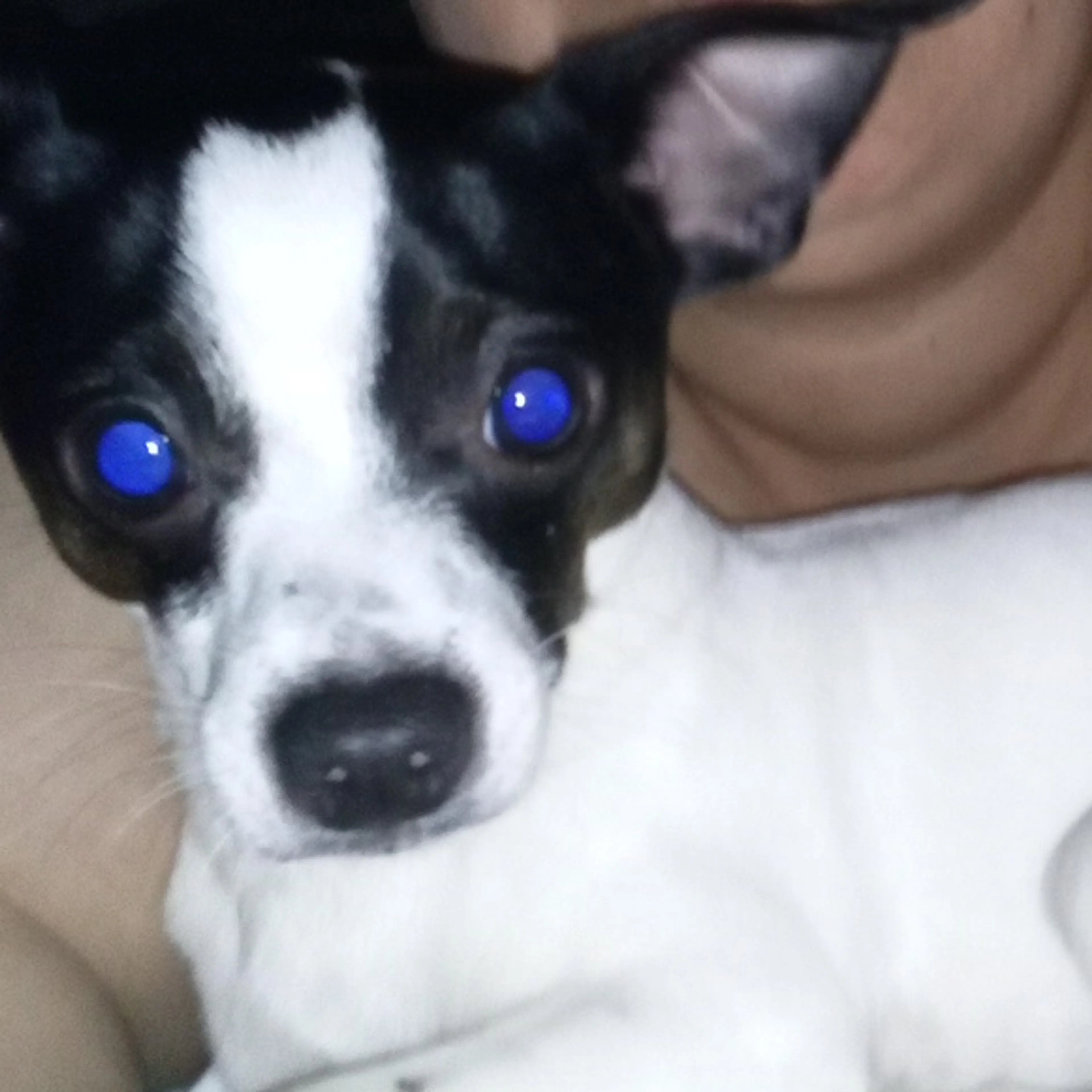 Lost pet-2