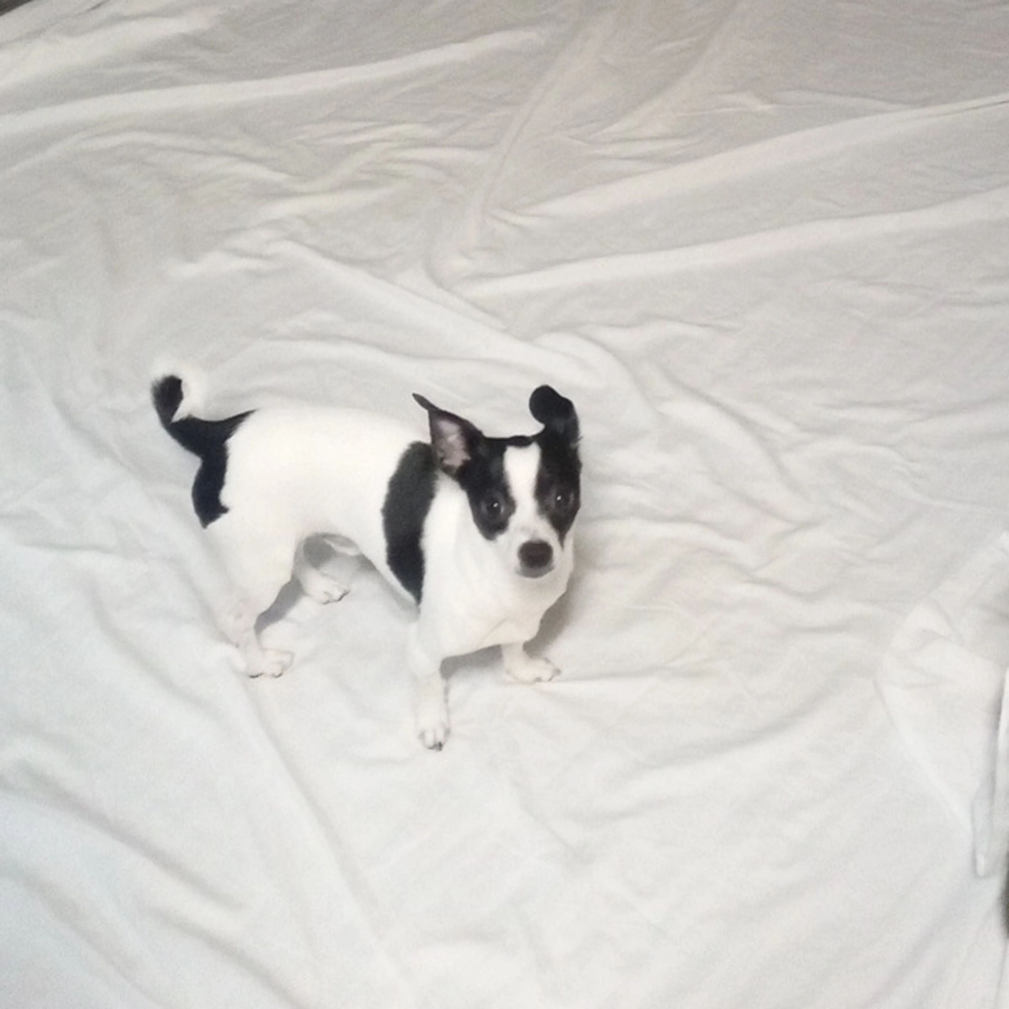 Lost pet-1