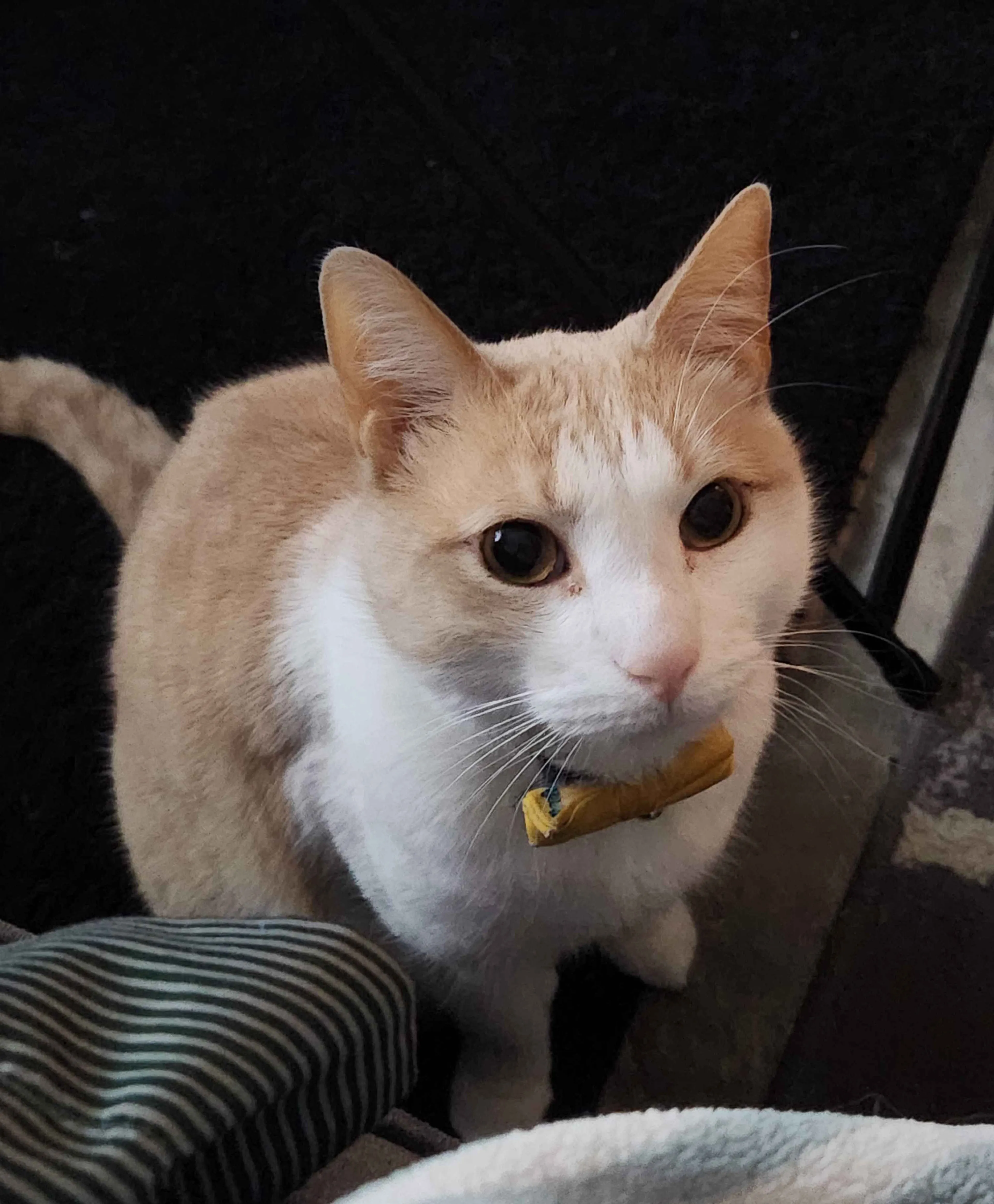Lost pet-0