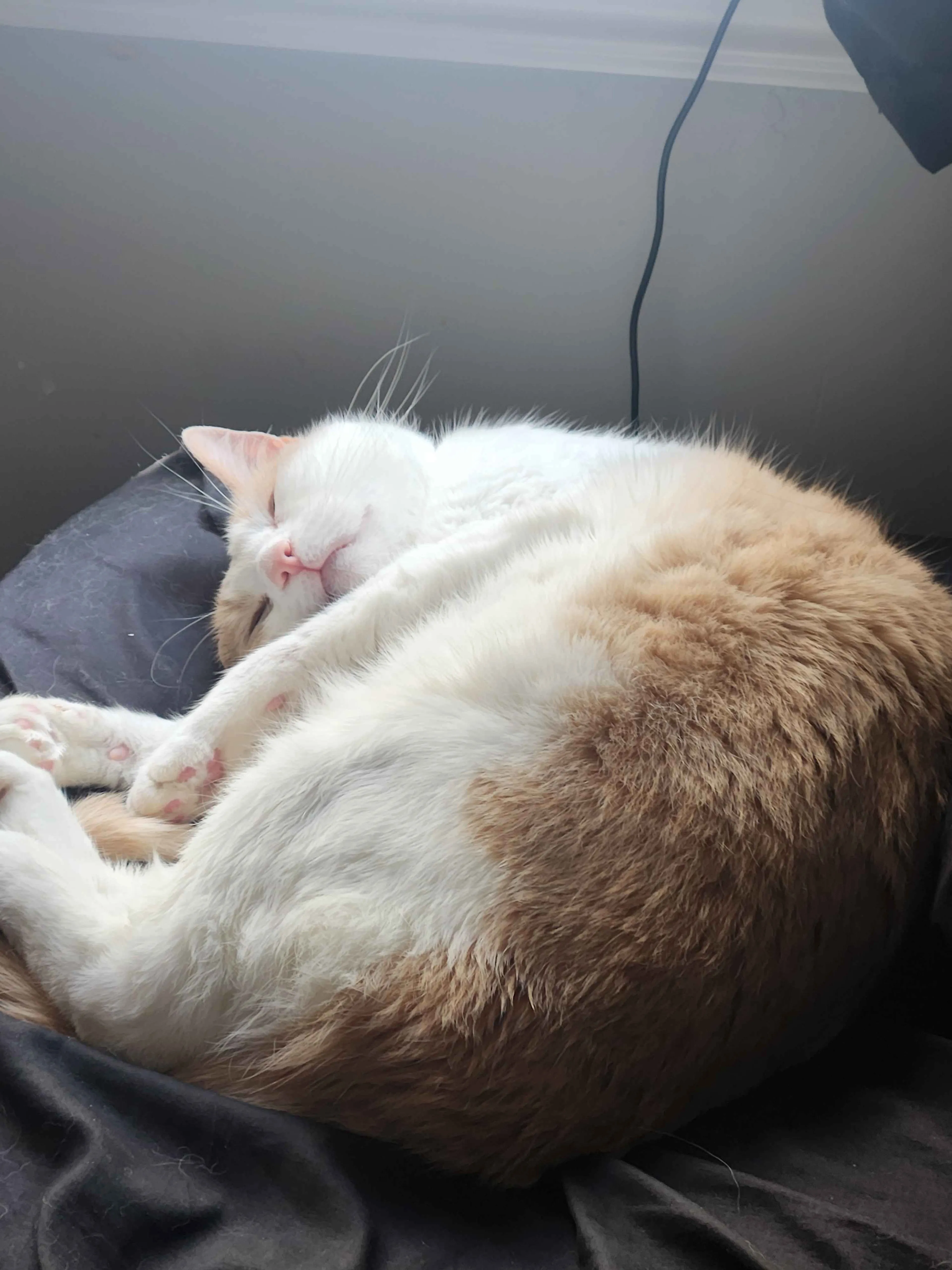 Lost pet-1