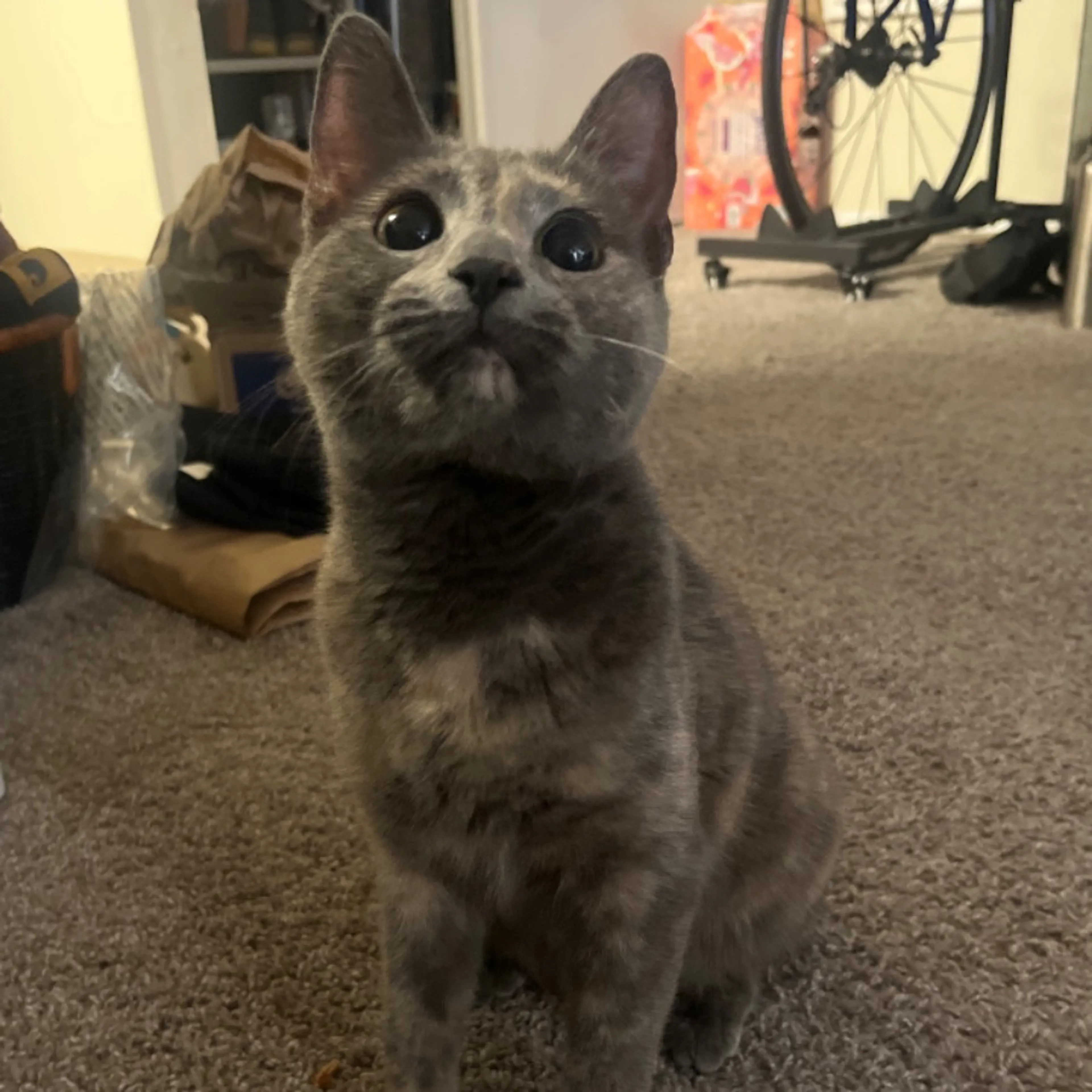 Found pet