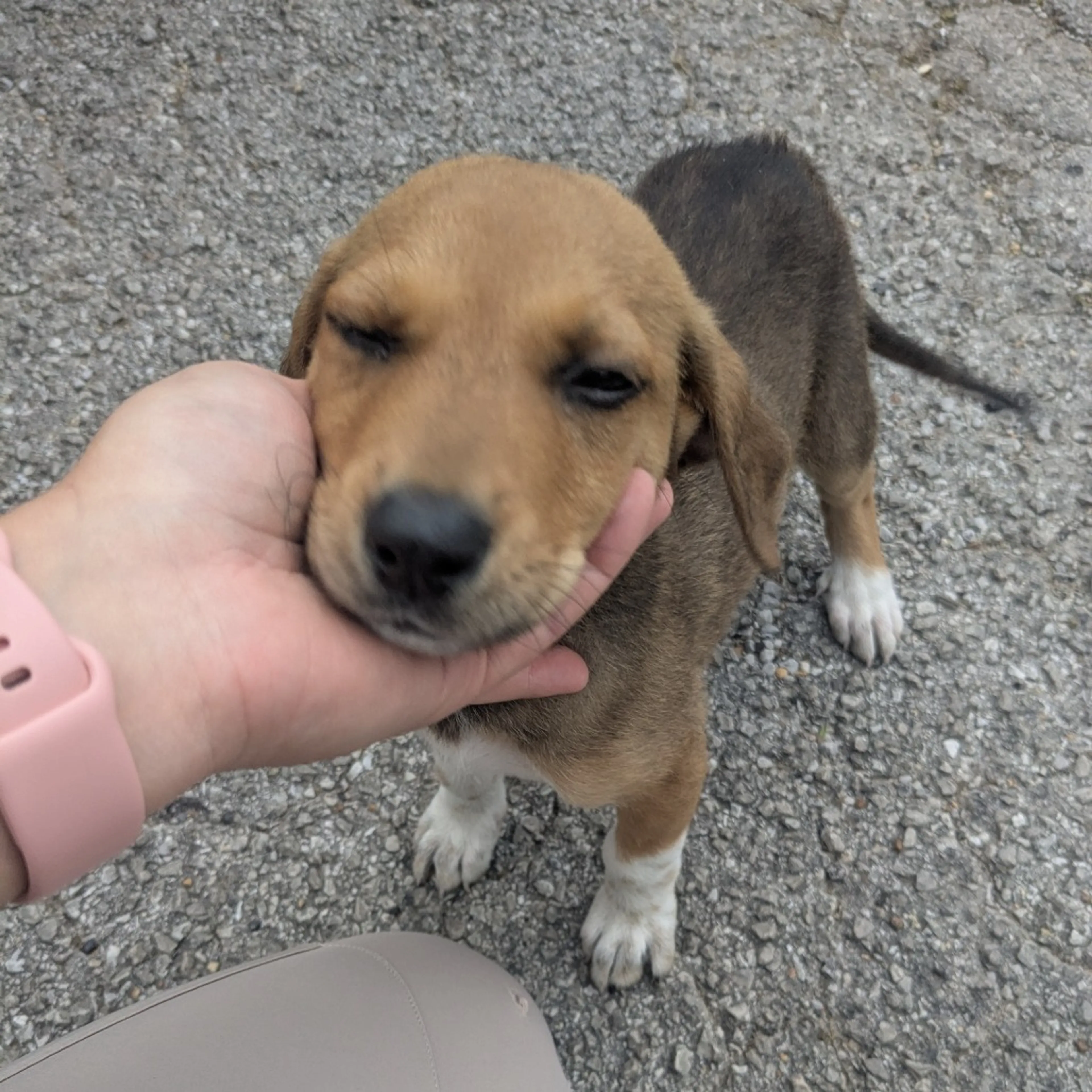 Found pet
