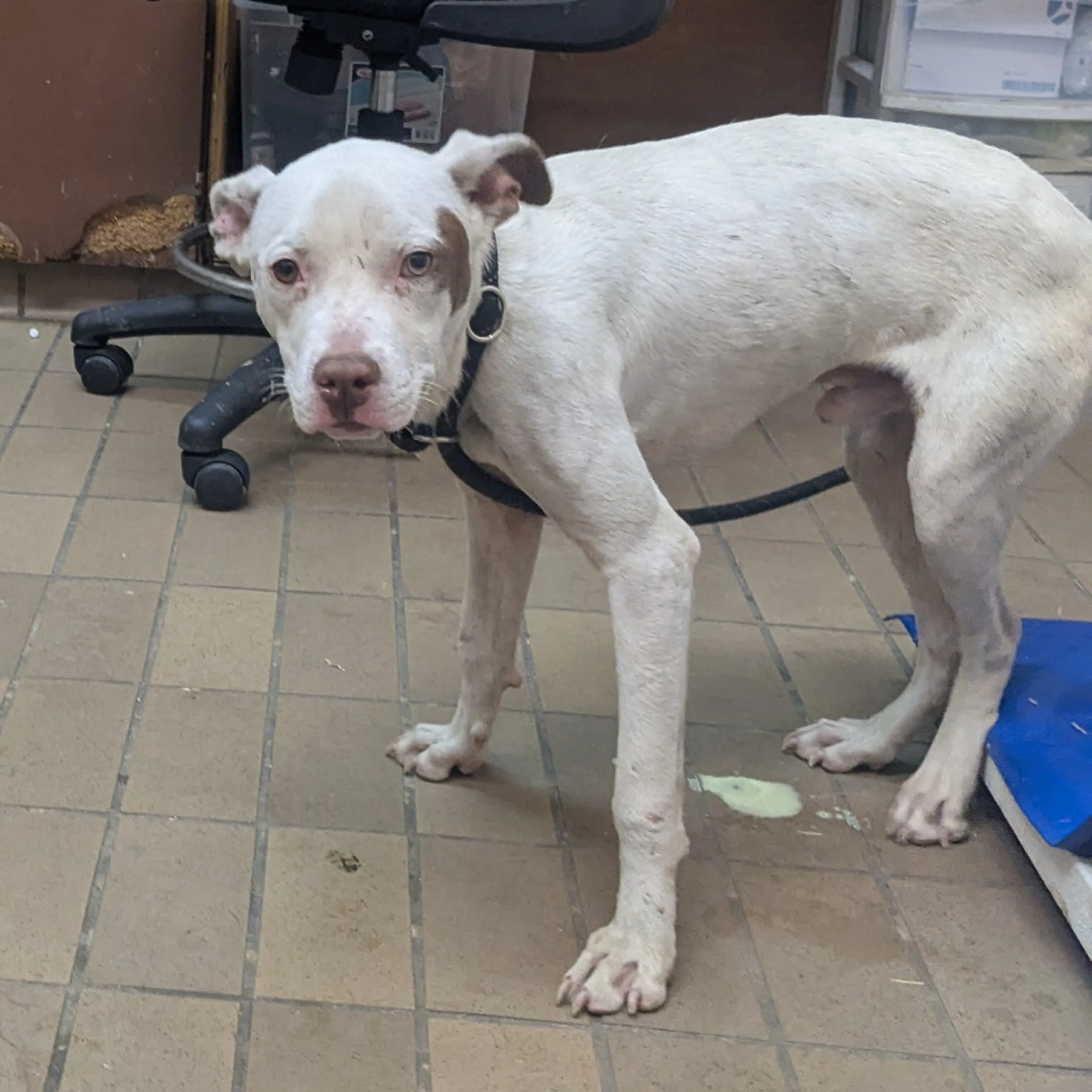 Found pet