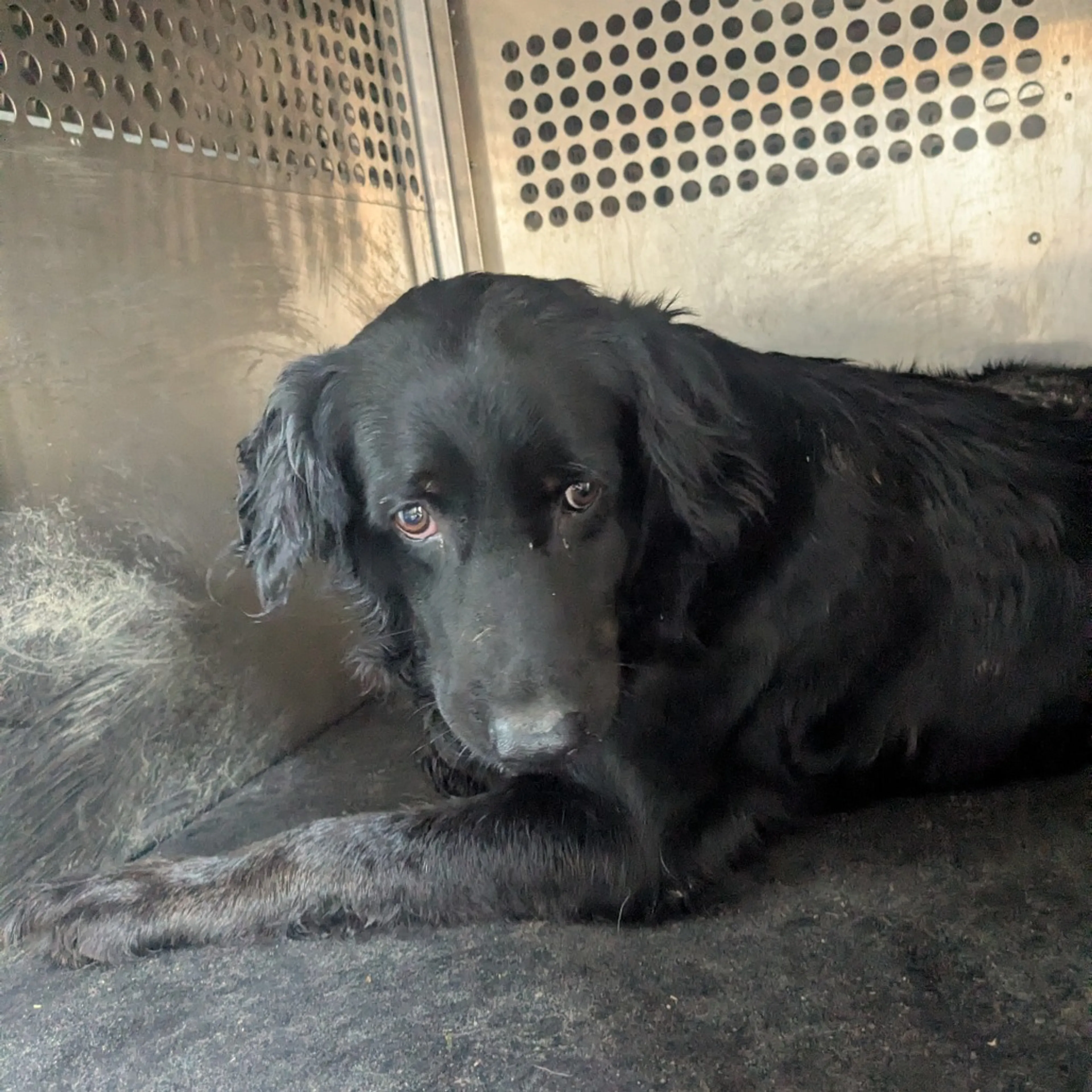 Found pet